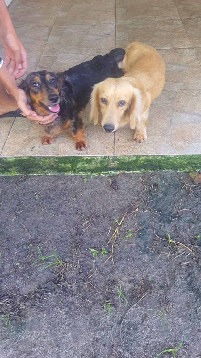 Portal Vendocão Vende-se Lindo Filhote De Dachshund Macho ( Teckel ) Pelos Longos Recife