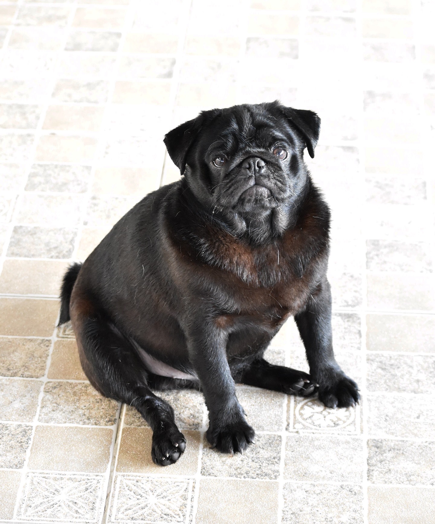 Filhote pug preto  - Foto 3