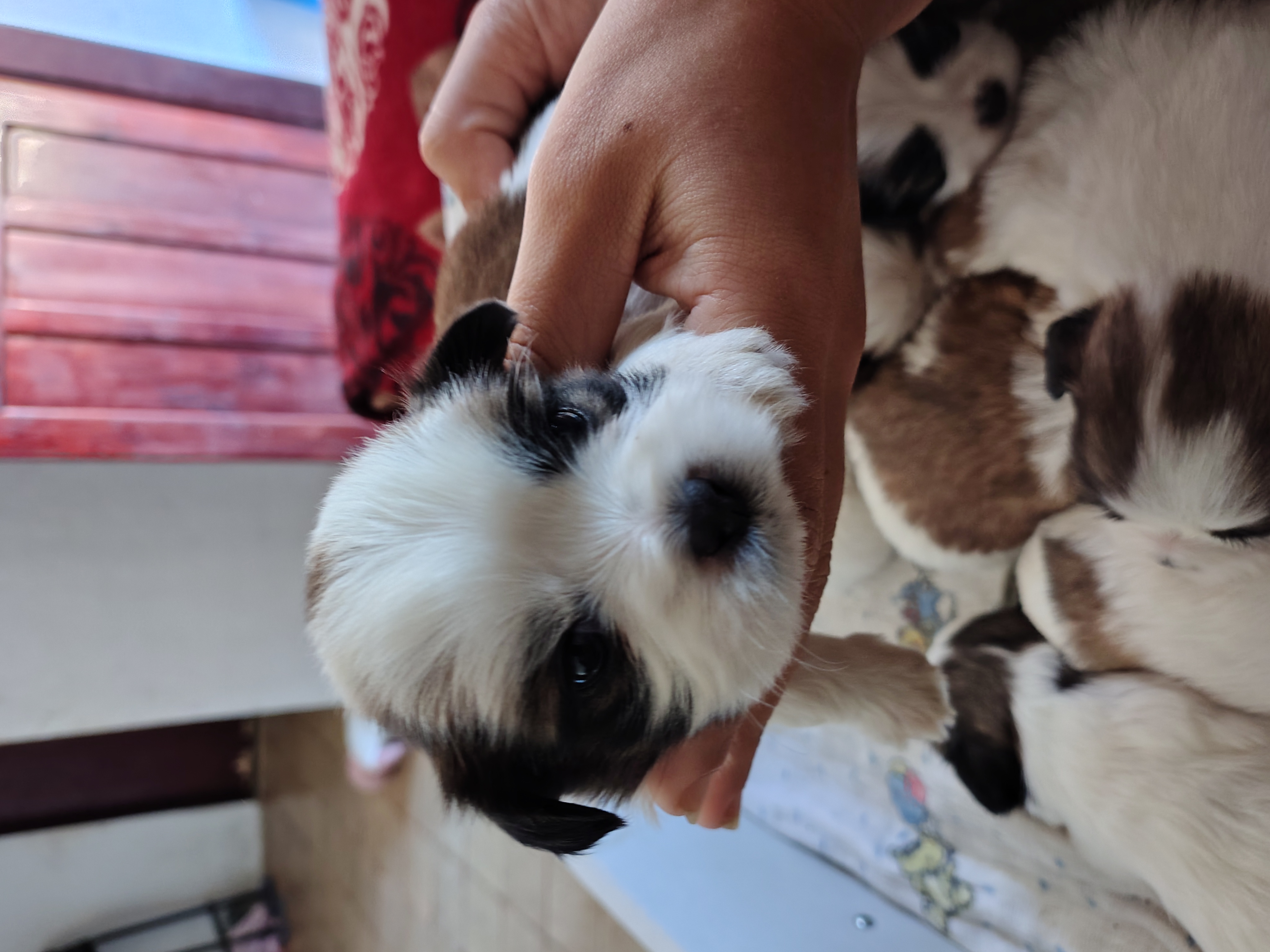 Portal Vendocão Lindos Filhotes de Shih Tzu Angra dos Reis