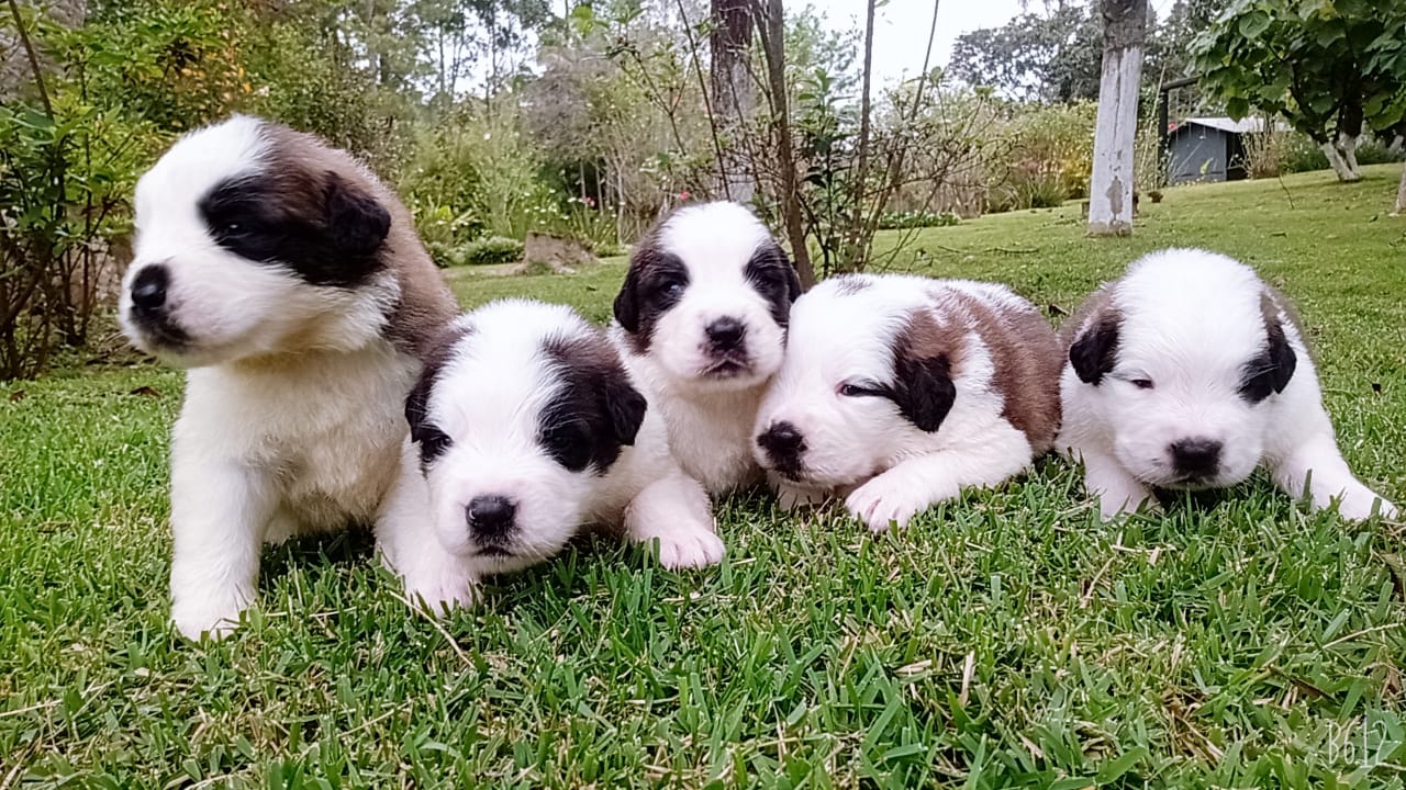 Portal Vendocão Belos Filhotes São Bernardo sumare