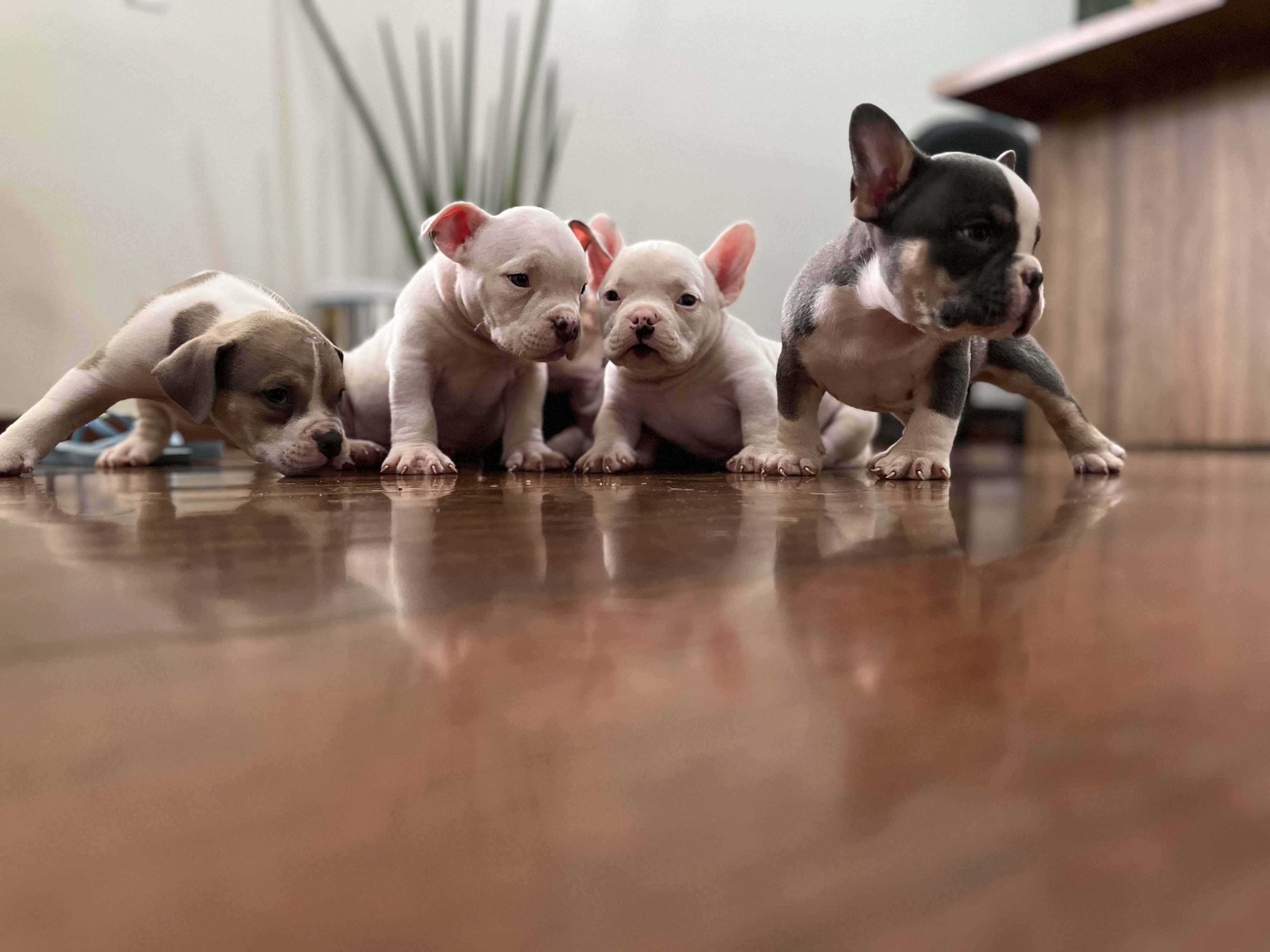 Portal Vendocão Filho de American bully Ceilândia 