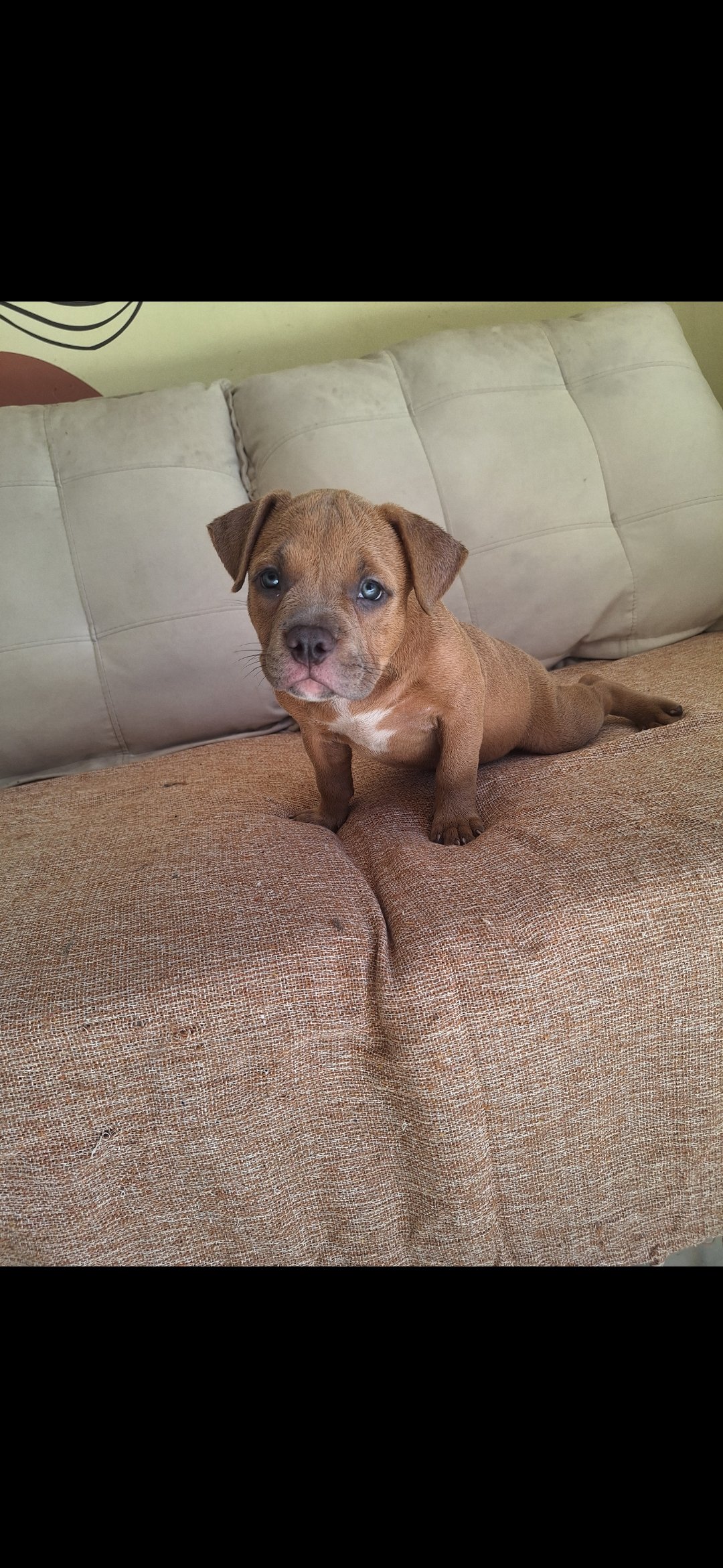 American bully  - Foto 1