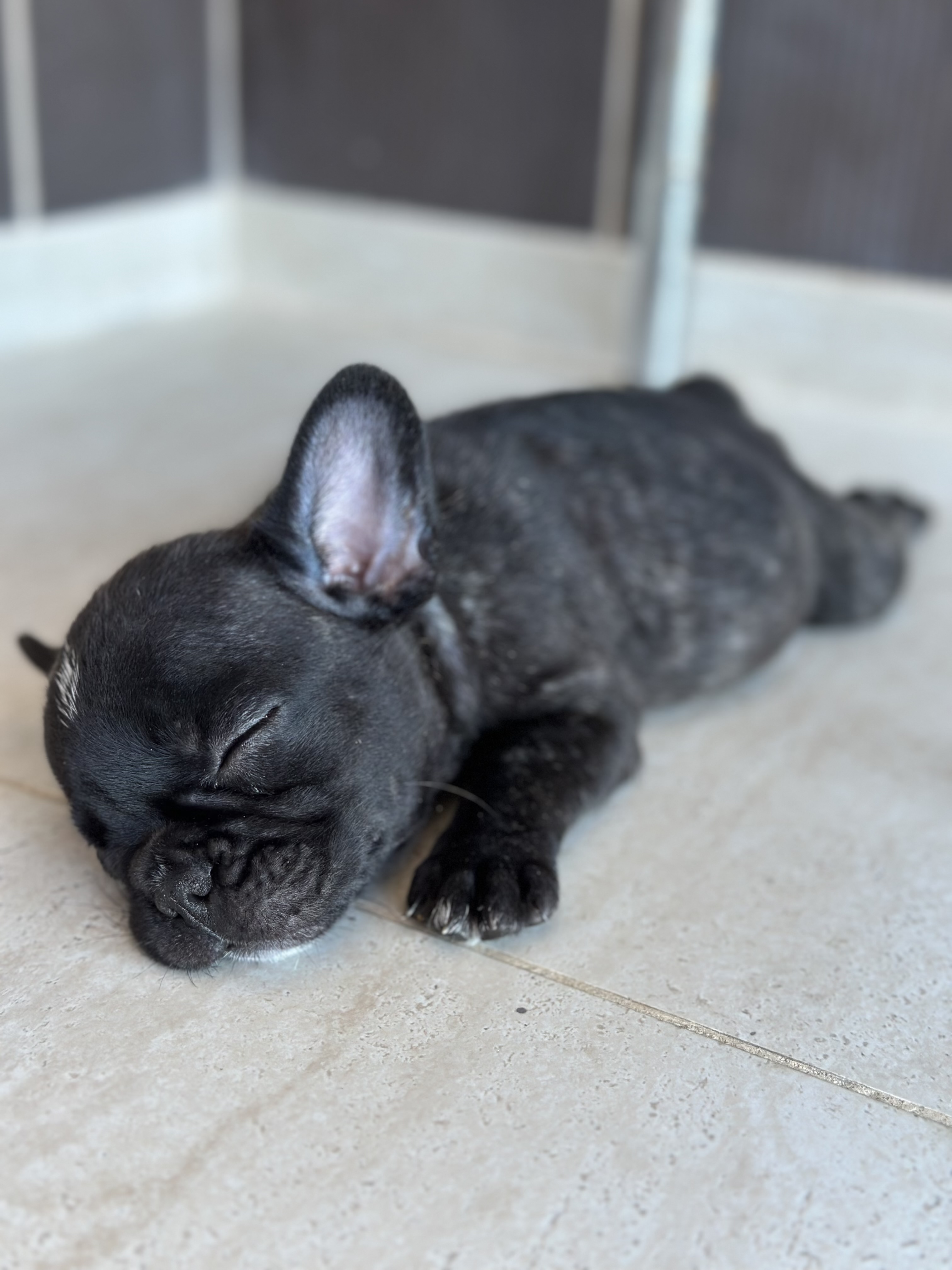 Portal Vendocão Bulldog Francês  Fortaleza