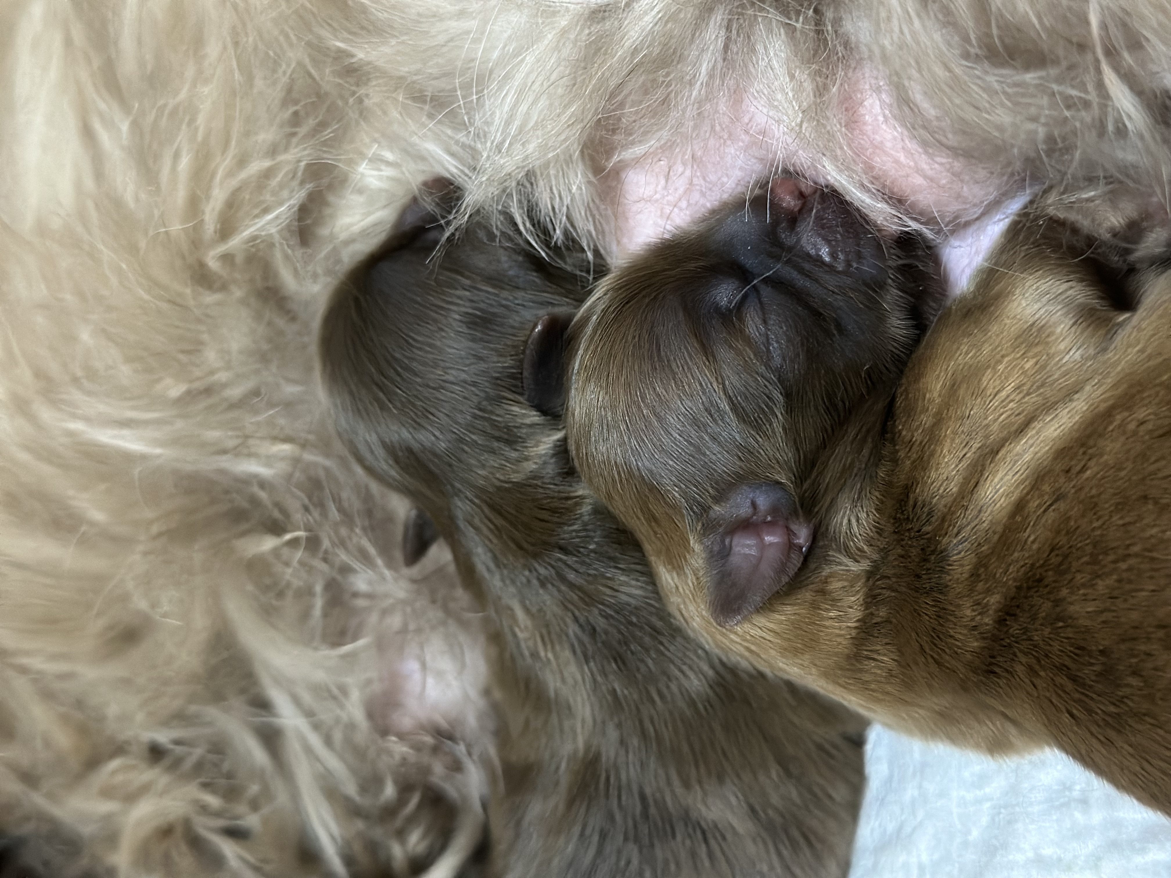 Shih Tzu exótico chocolate(macho e fêmea) - Foto 2
