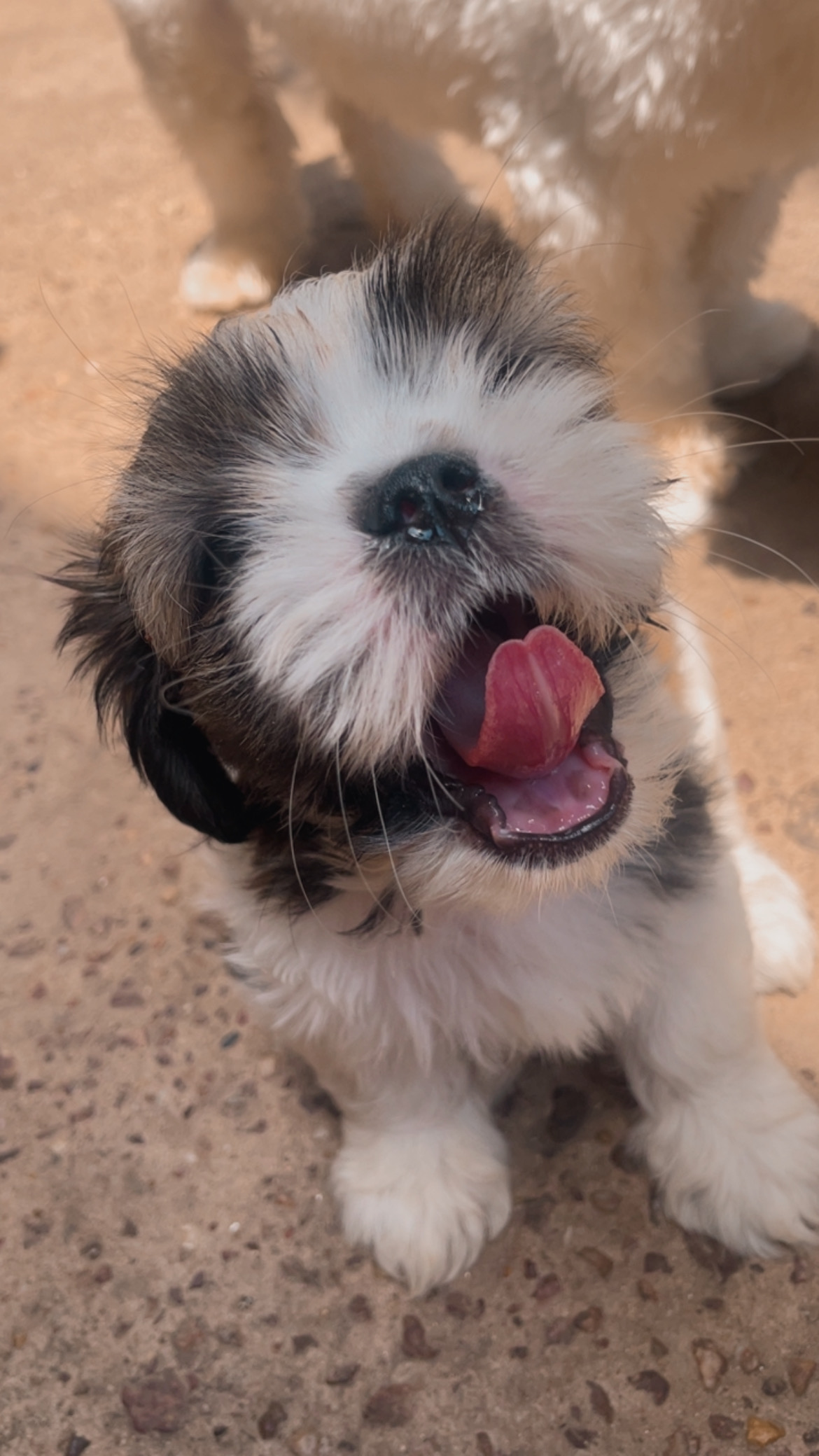 Vendo cachorro da raça shih tzu - Foto 2