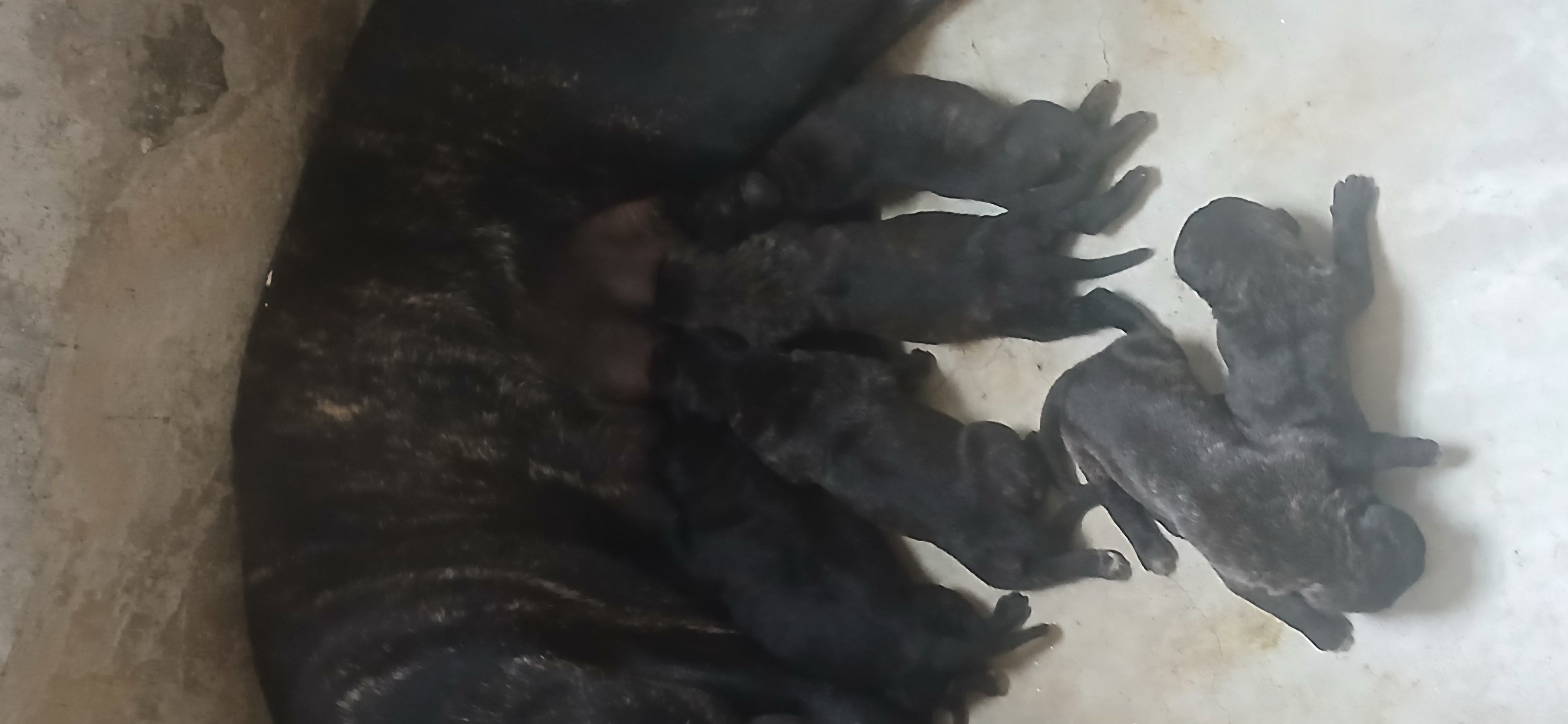 Portal Vendocão Vendo filhotes de Cane Corso com Pedigree  Niterói