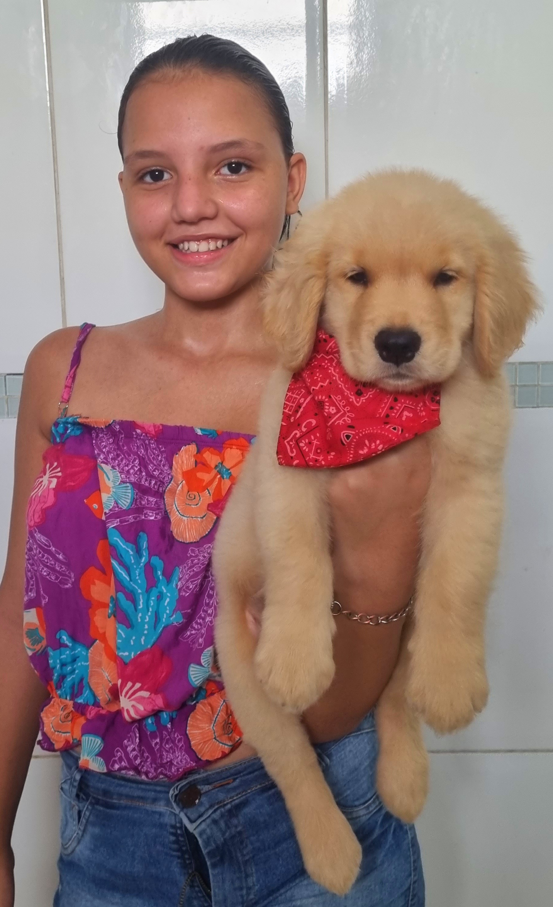 Portal Vendocão Golden retriever Pedigree CBKC  Itaborai 
