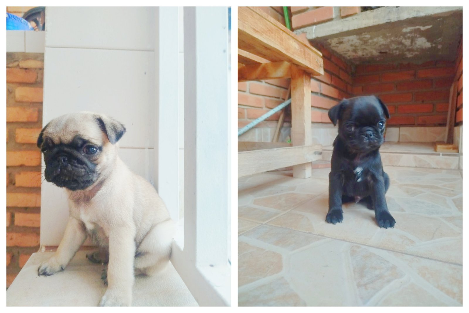 Filhotes de Pug 