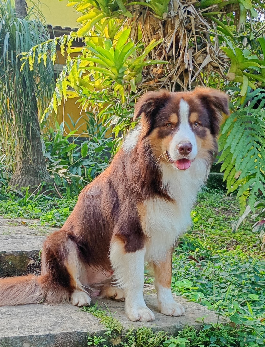 Filhotes de Border Collie - Foto 4