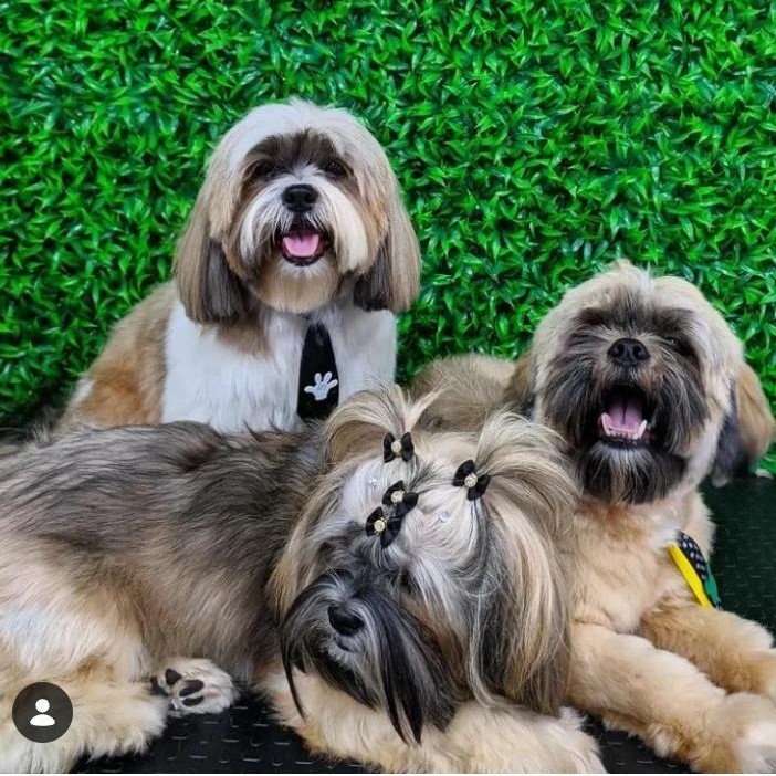 Filhotes Puro de Lhasa Apso 28 dias tenho os pais puro mais informações e fotos no watss  4 Fêmeas e 4 Machos