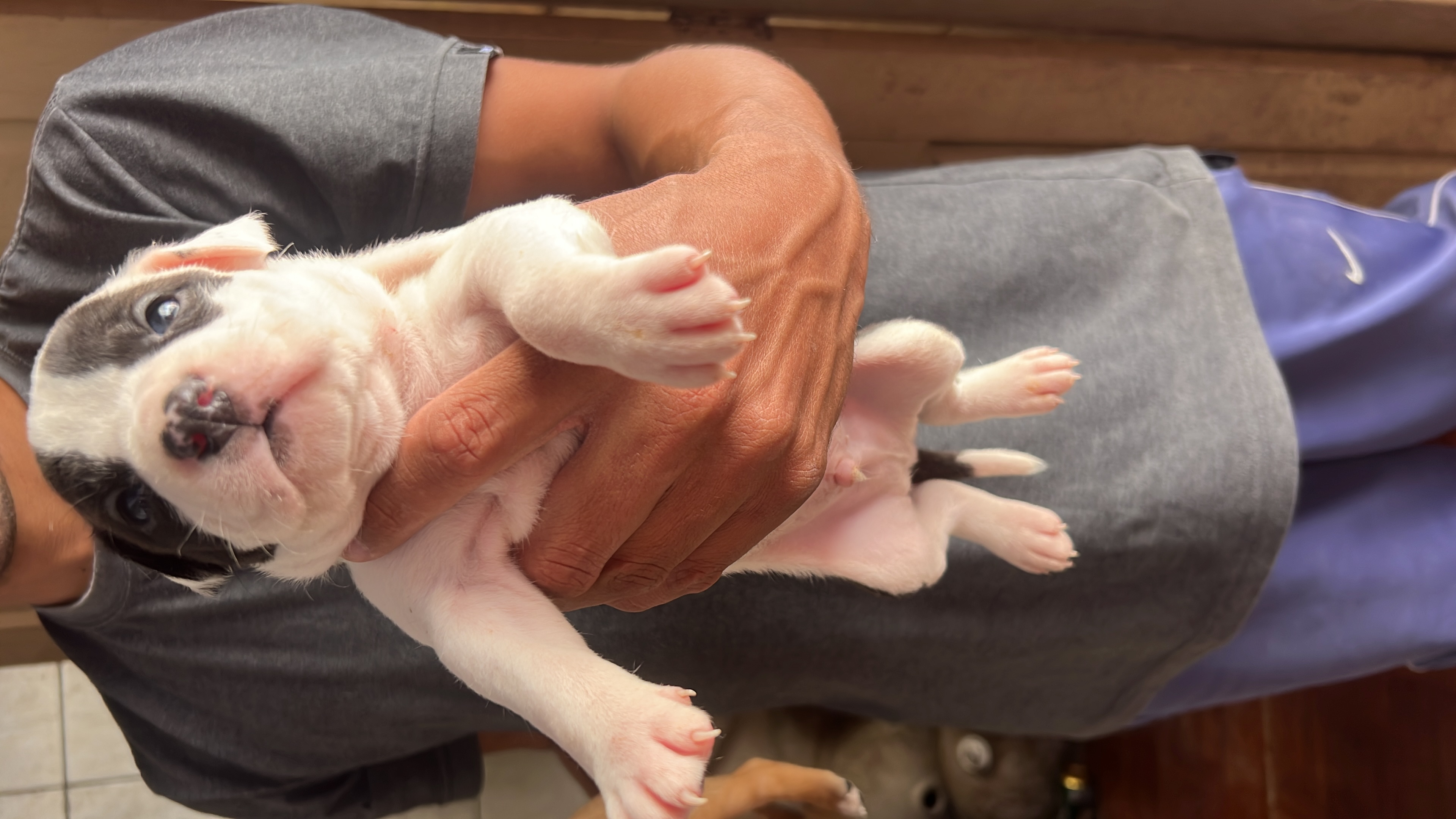 Portal Vendocão Vende se filhote de pit bull  Diadema 