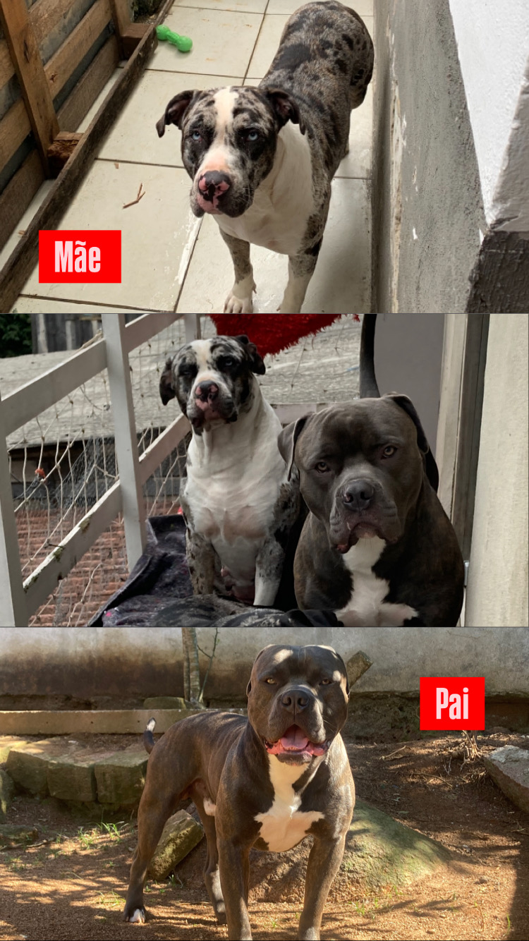 Filhote Pit Monster  - Foto 5