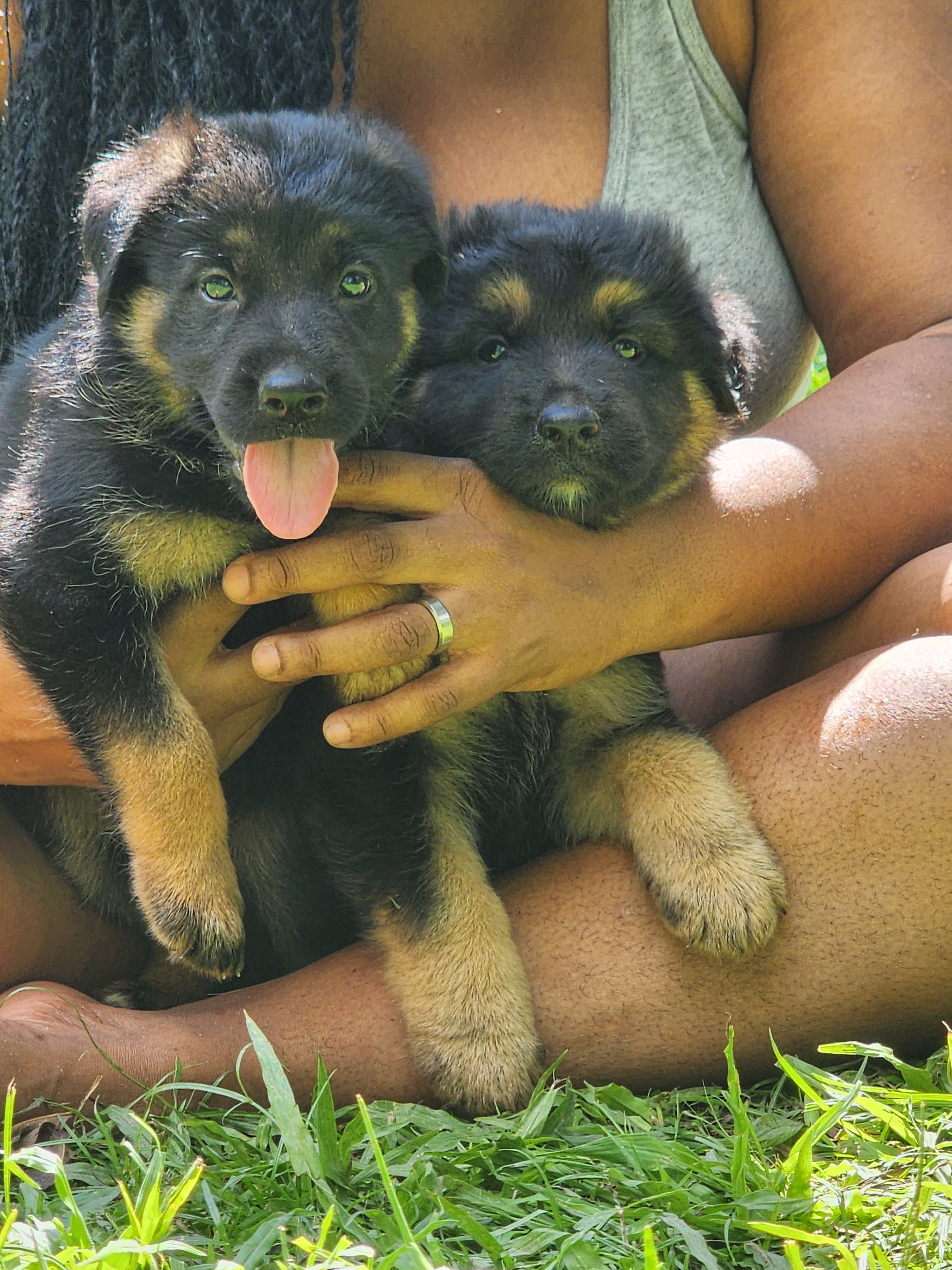 Portal Vendocão Filhotes de pastor alemão com pedigree  Salvador