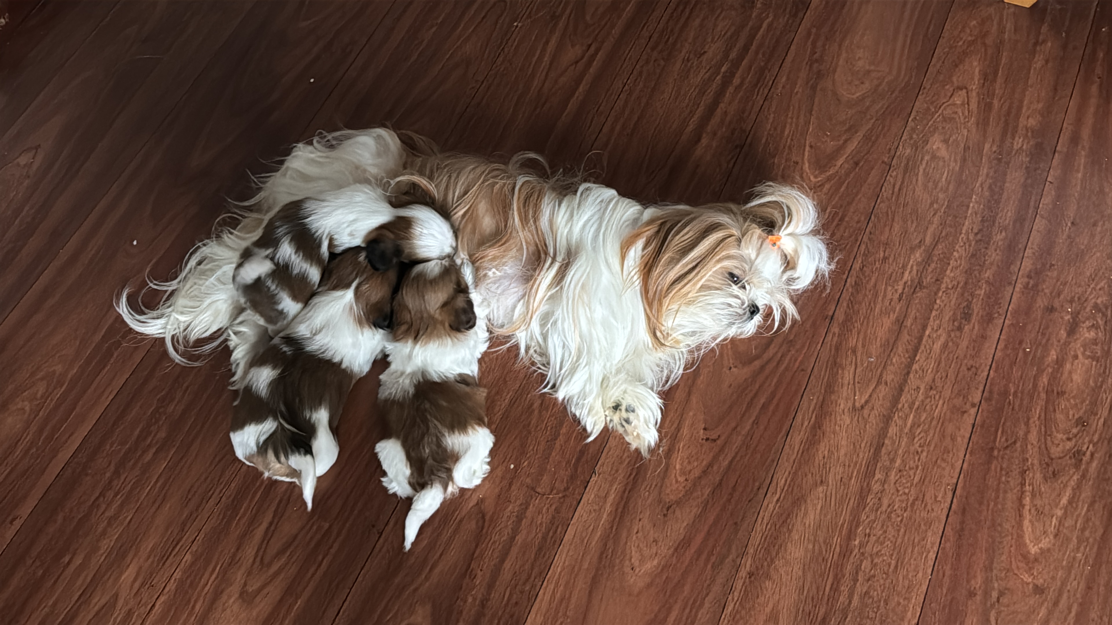 Portal Vendocão Disponíveis para Doação ( Venda ),Filhotes Shih Tzu   Passo Fundo