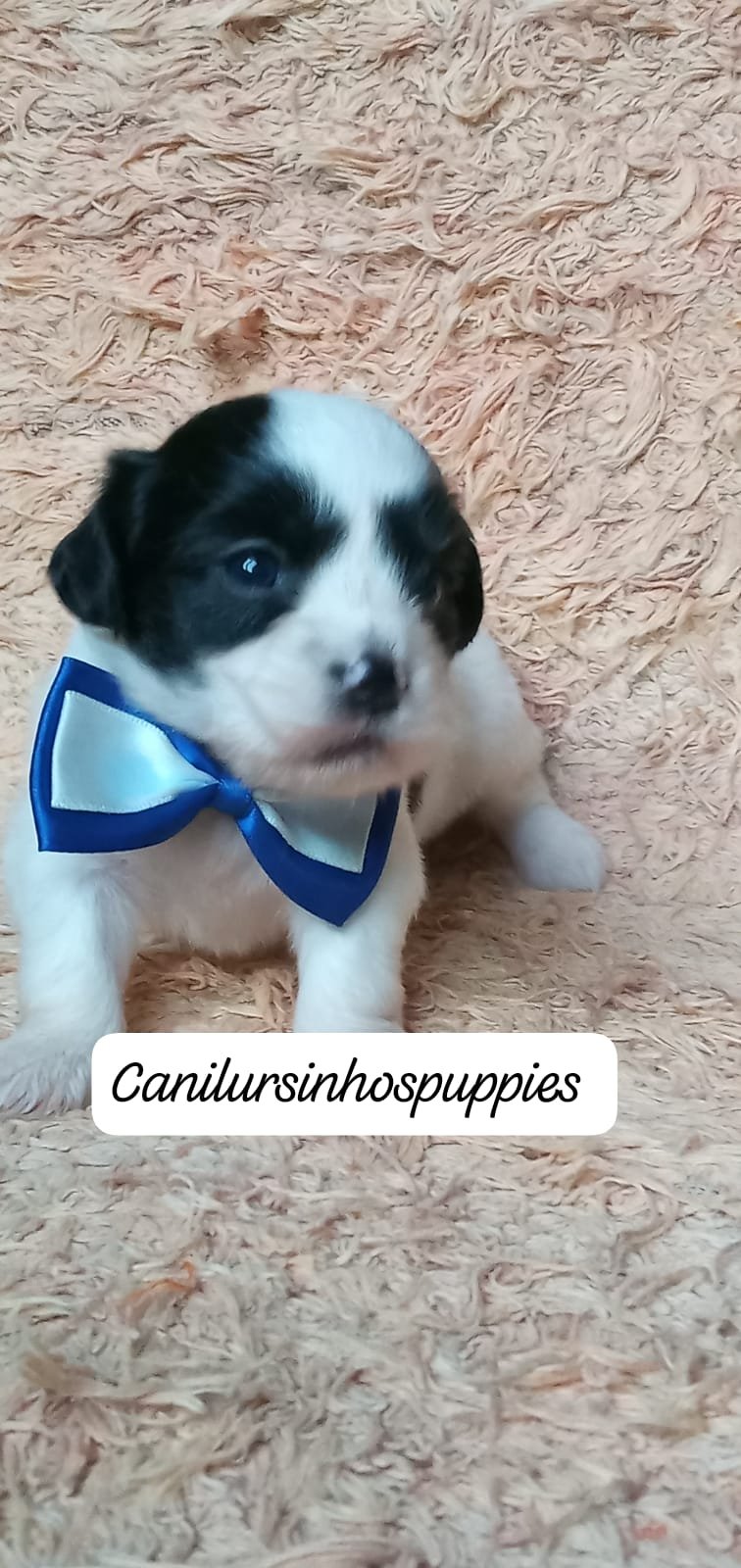 lhasa apso garanta hoje seu bebe #canilursinhospuppies  - Foto 5
