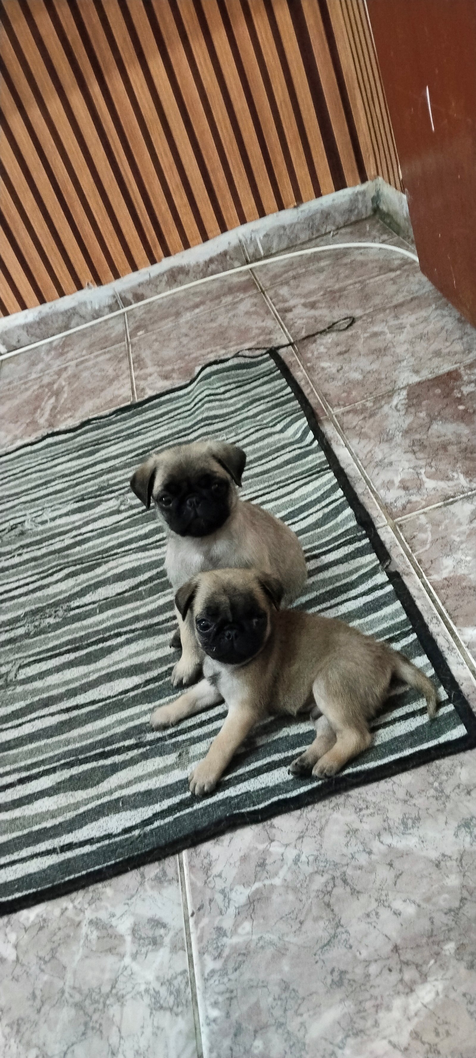 Pug femeas - Foto 2