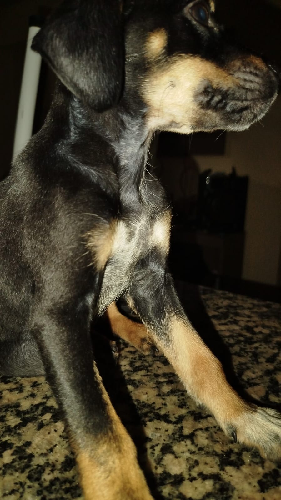 Portal Vendocão Filhote de rottweiler  Salvador