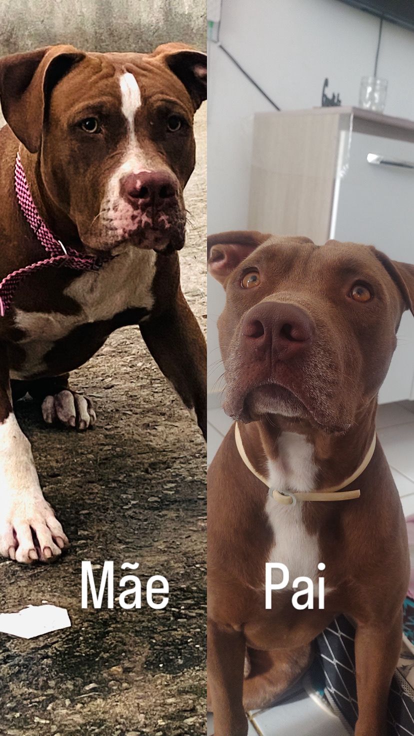 Portal Vendocão Filhotes de Pitbull Puros  Parnamirim