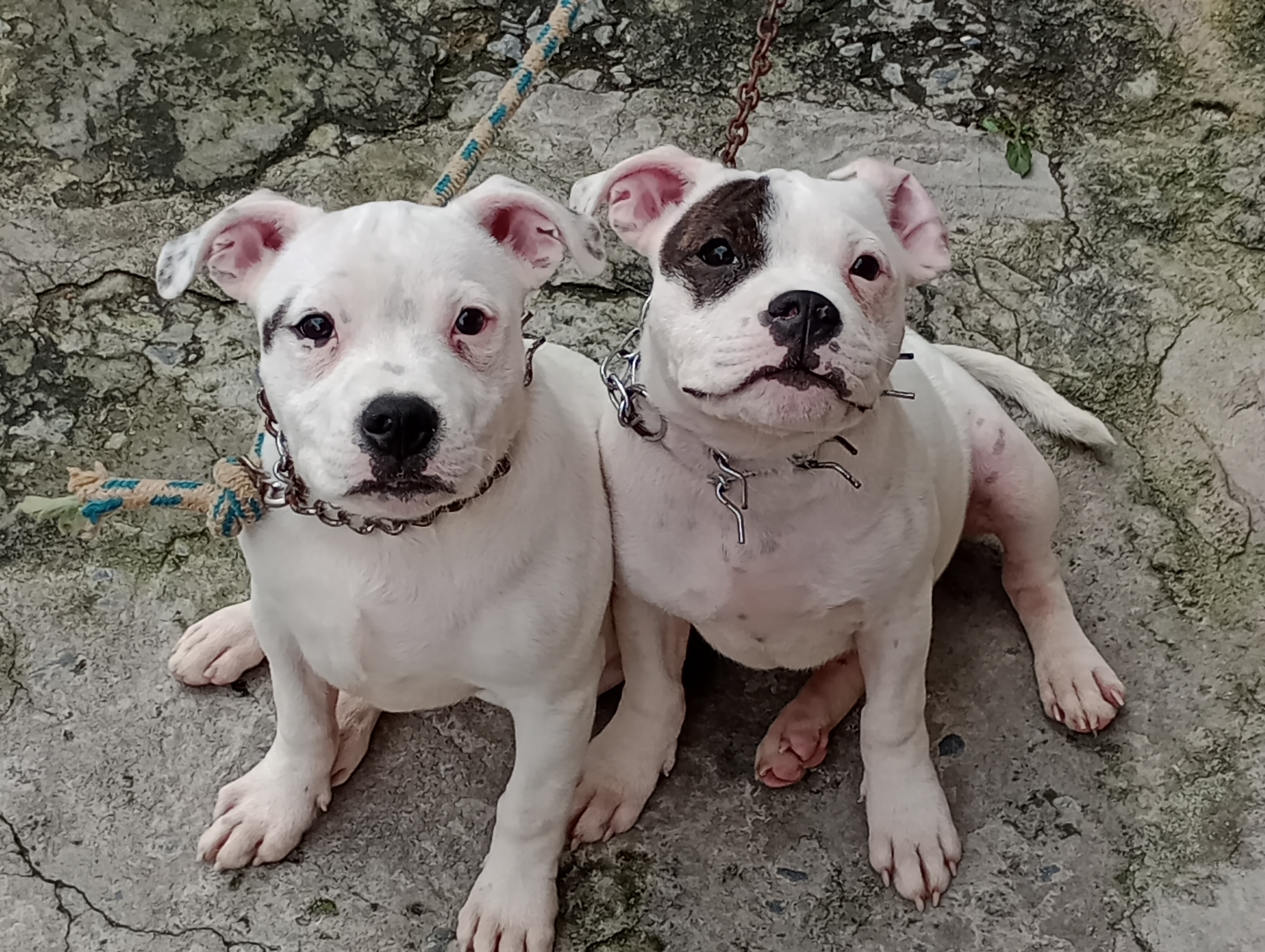 Portal Vendocão Fhote lindos Belo Horizonte