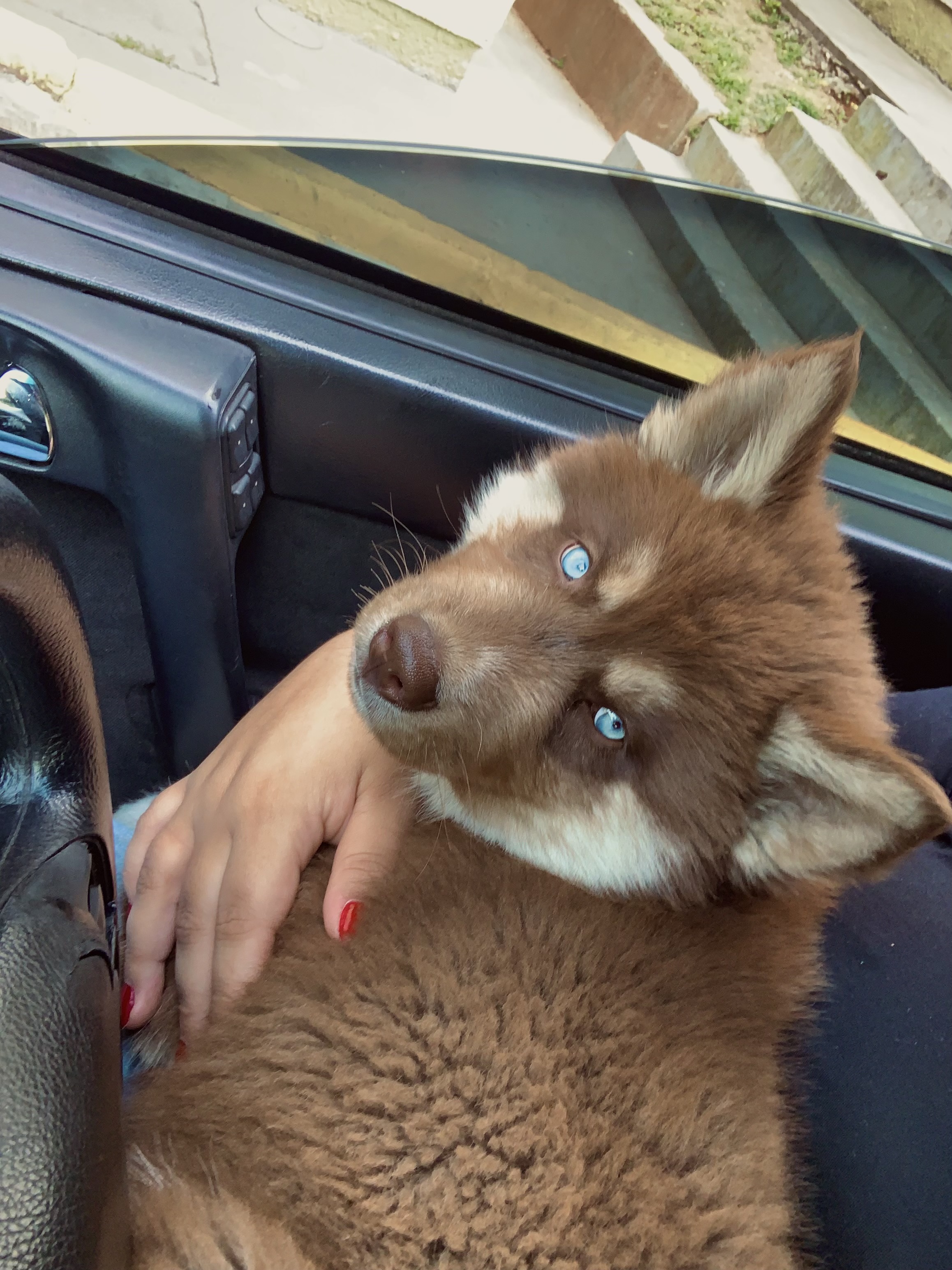 Husky siberiano  - Foto 2