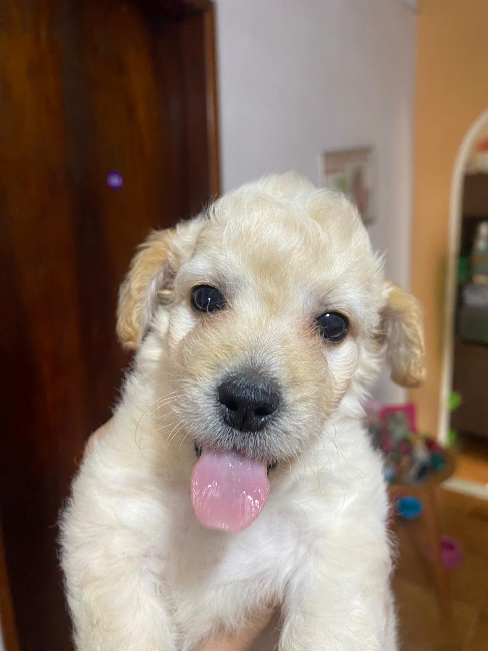 Portal Vendocão Filhote Poodle Salvador