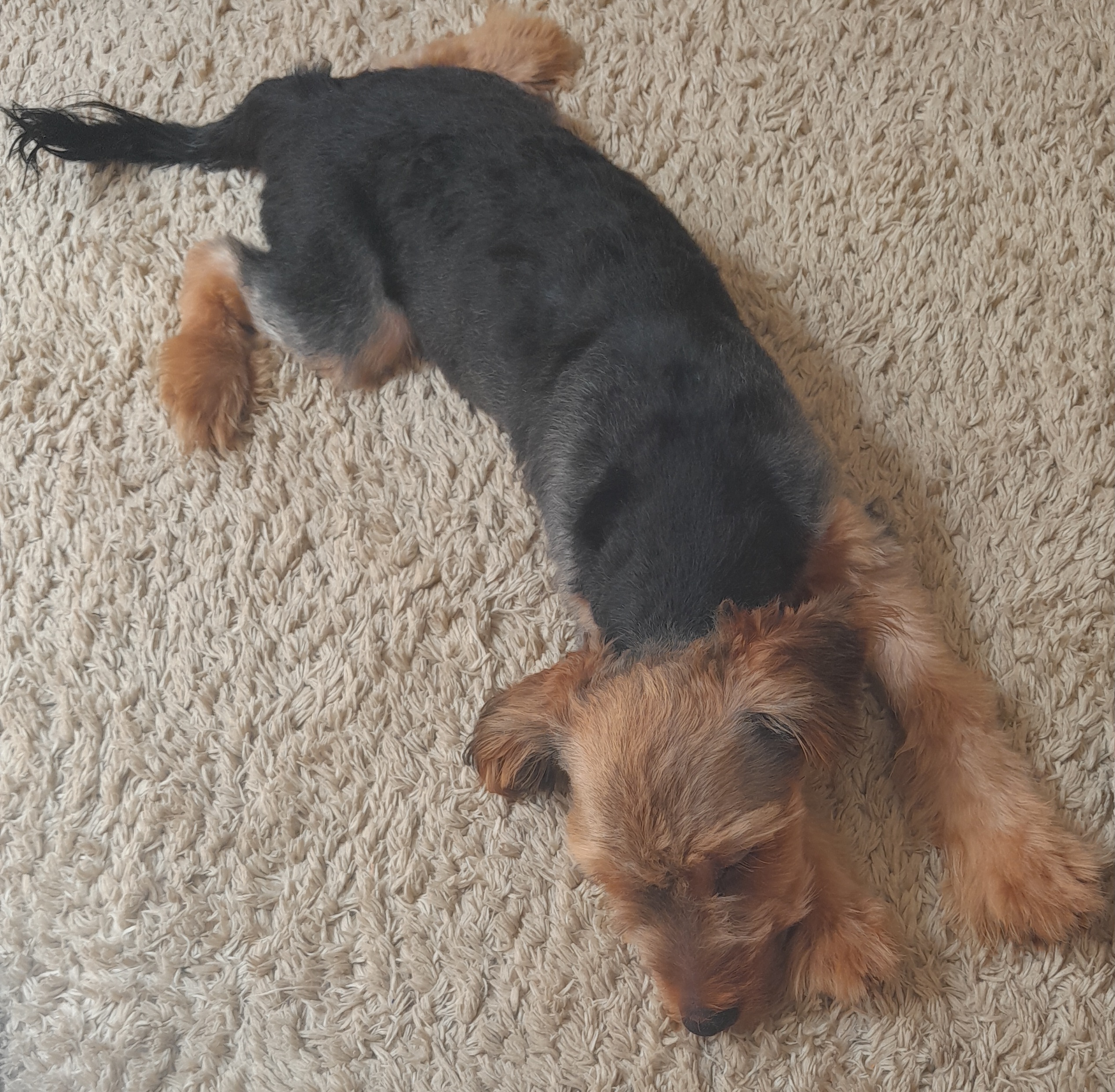 Portal Vendocão Yorkshire Terrier Macho Montes Claros