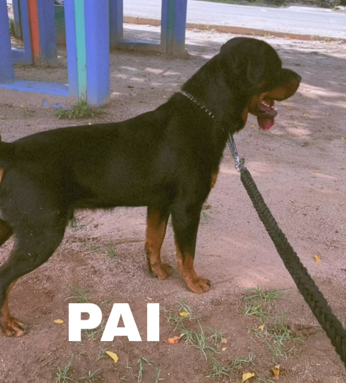 Filhotes de Rottweiler femeas - Foto 5