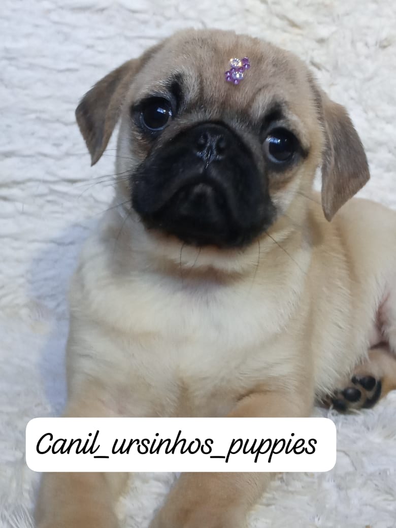 Portal Vendocão PUG ABRICO E BLACK E AQUI VC ENCONTRA #CANILURSINHOSPUPPIES  POA