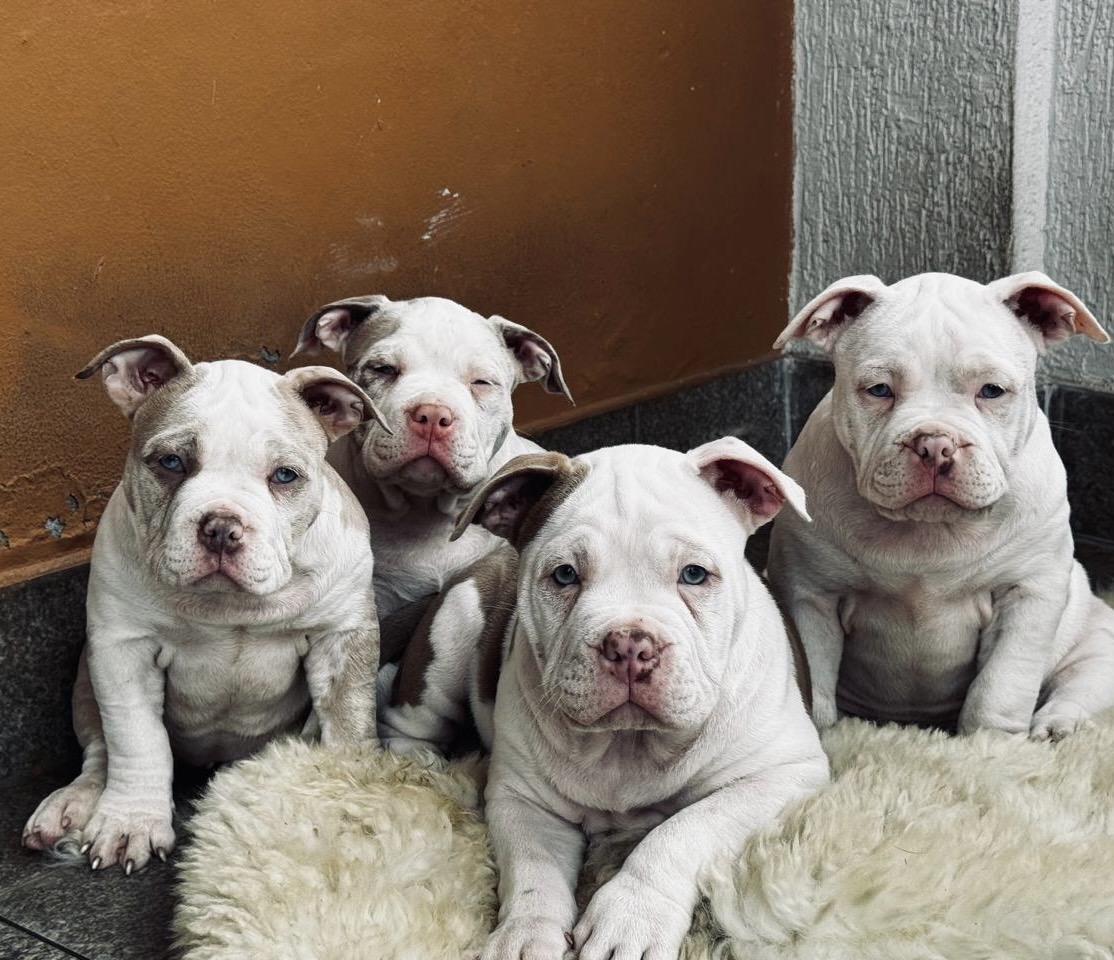Filhos de American Bully Pocket