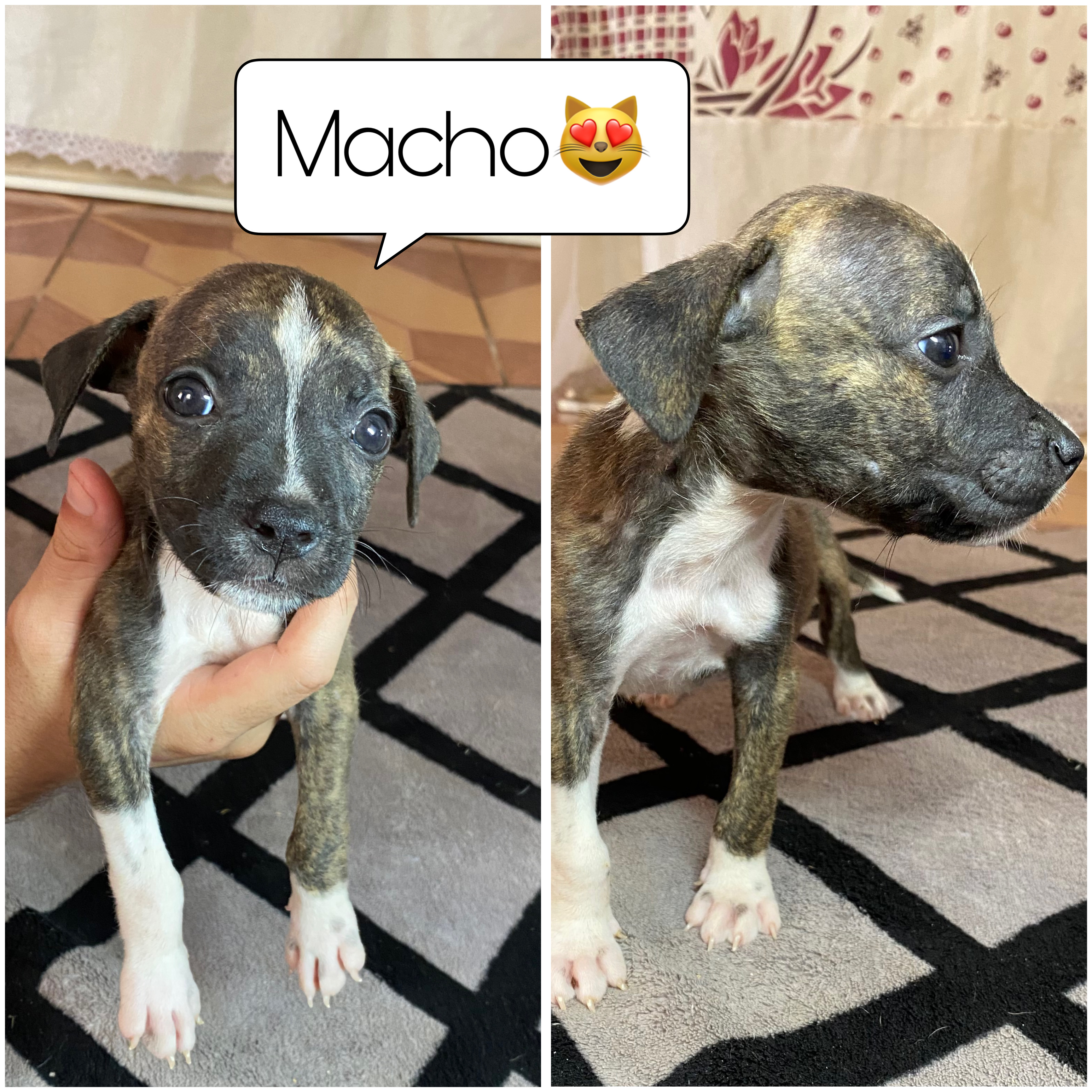Portal Vendocão Vende se filhotes ❤️ Campo Grande