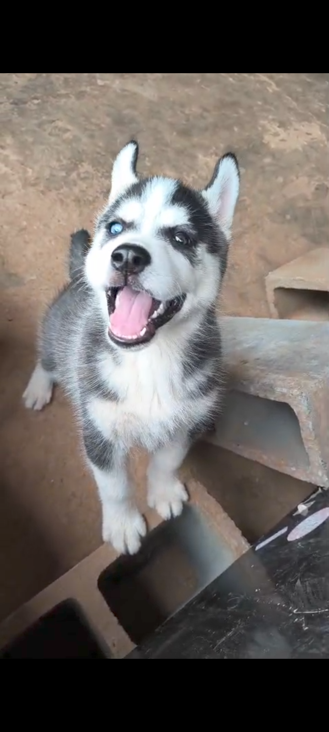 Portal Vendocão Husky siberiano macho  Artur Nogueira