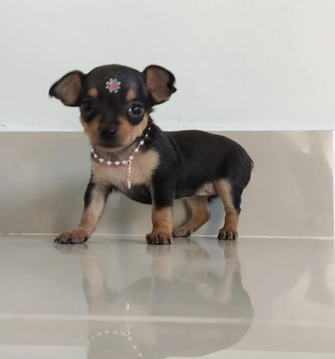 Portal Vendocão Pinscher 0 Brasila