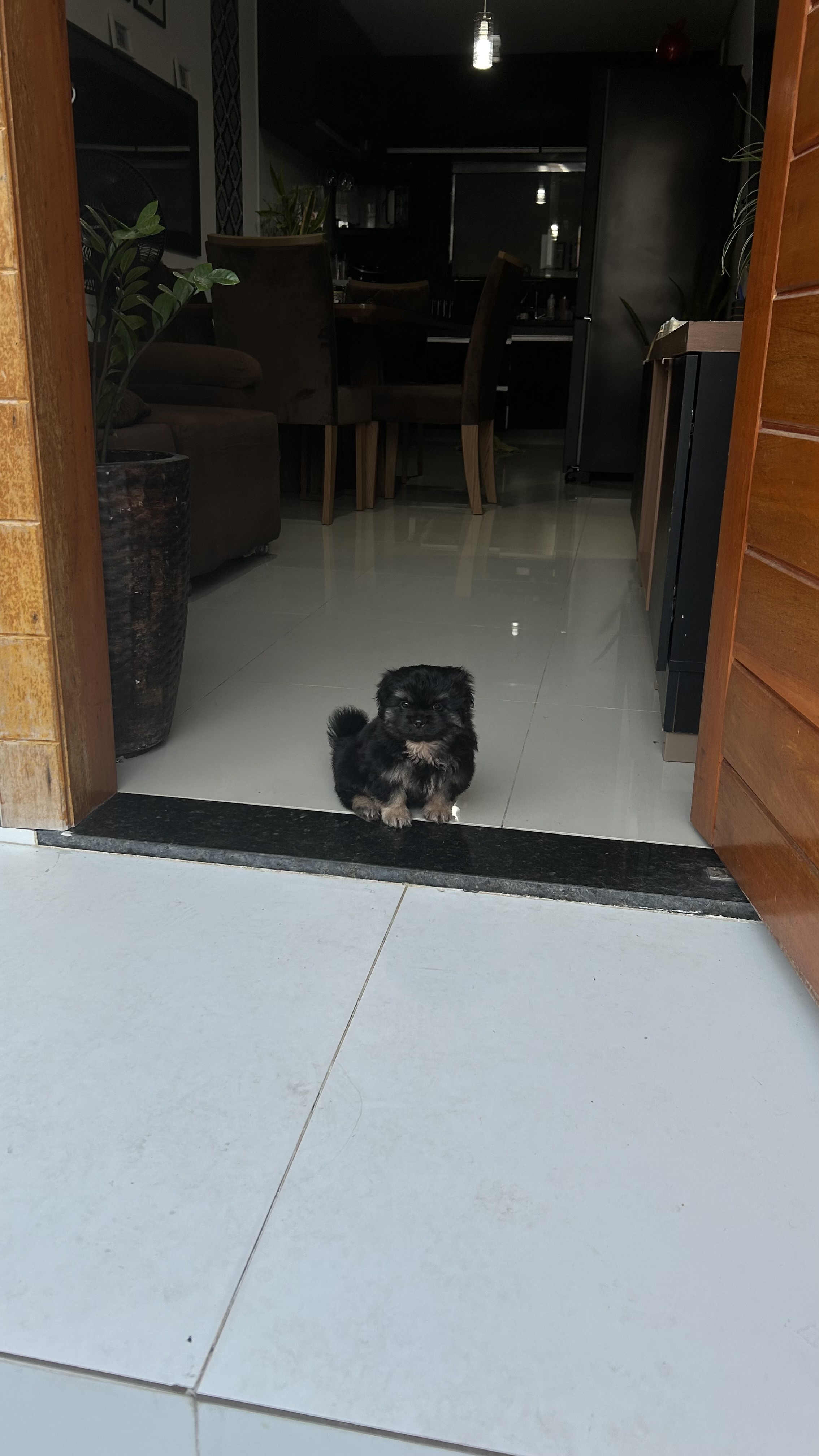Portal Vendocão Filhote de lhasa apso Manaus 
