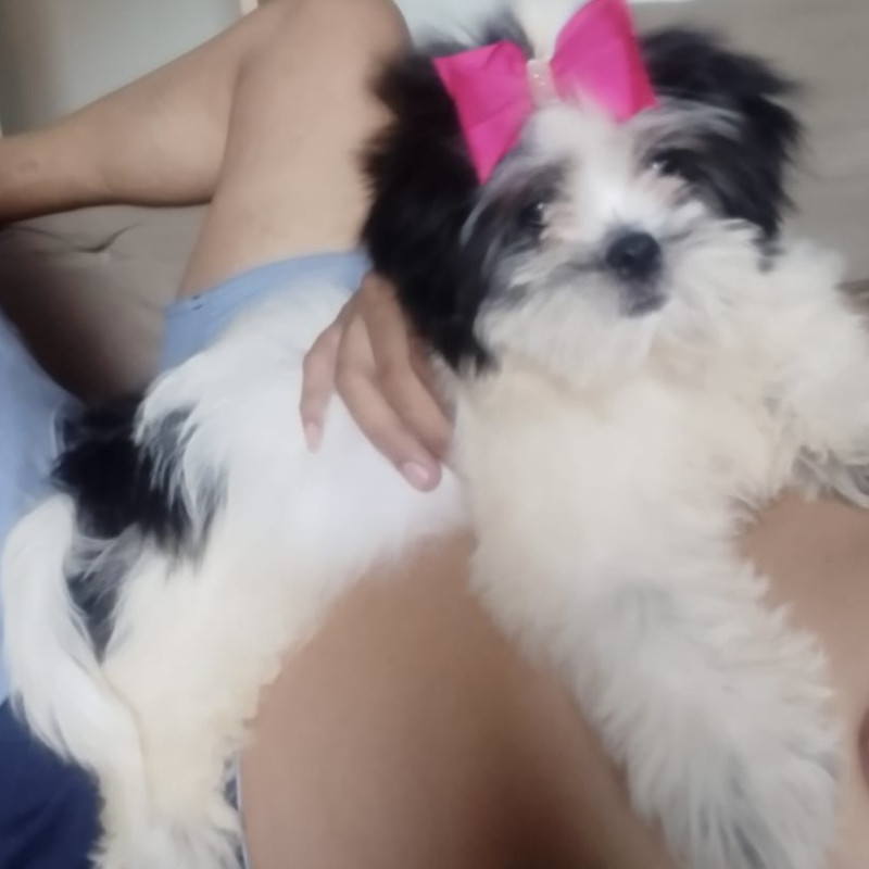 Lindo filhote de shitzu - Foto 1
