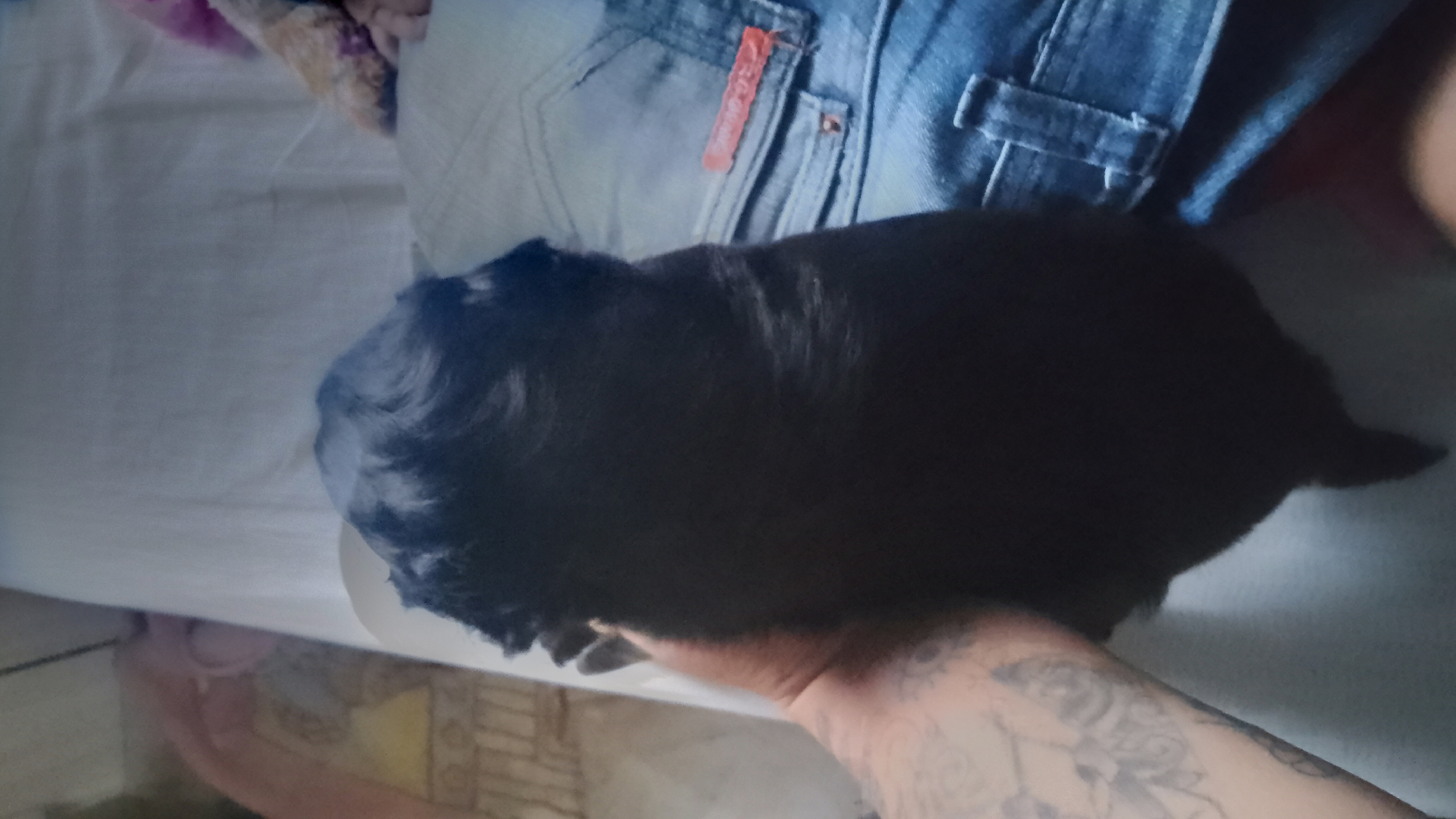 Portal Vendocão Cachorro shitzu Canoas
