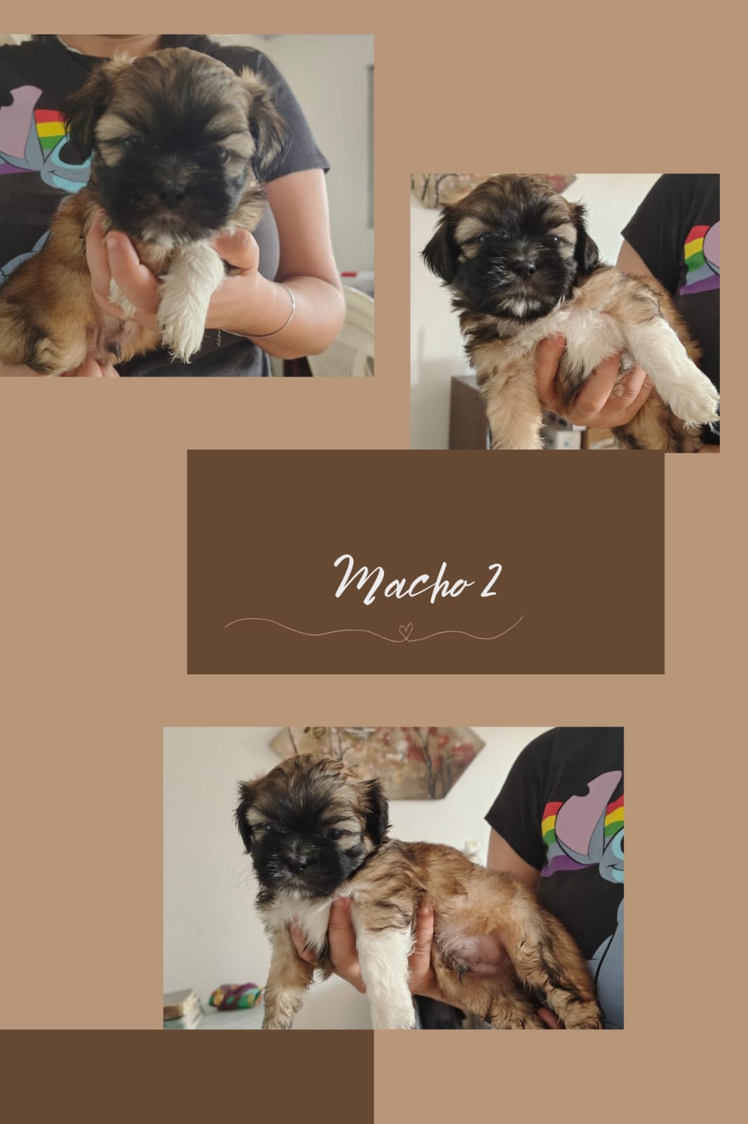 Shih-tzu - Foto 2