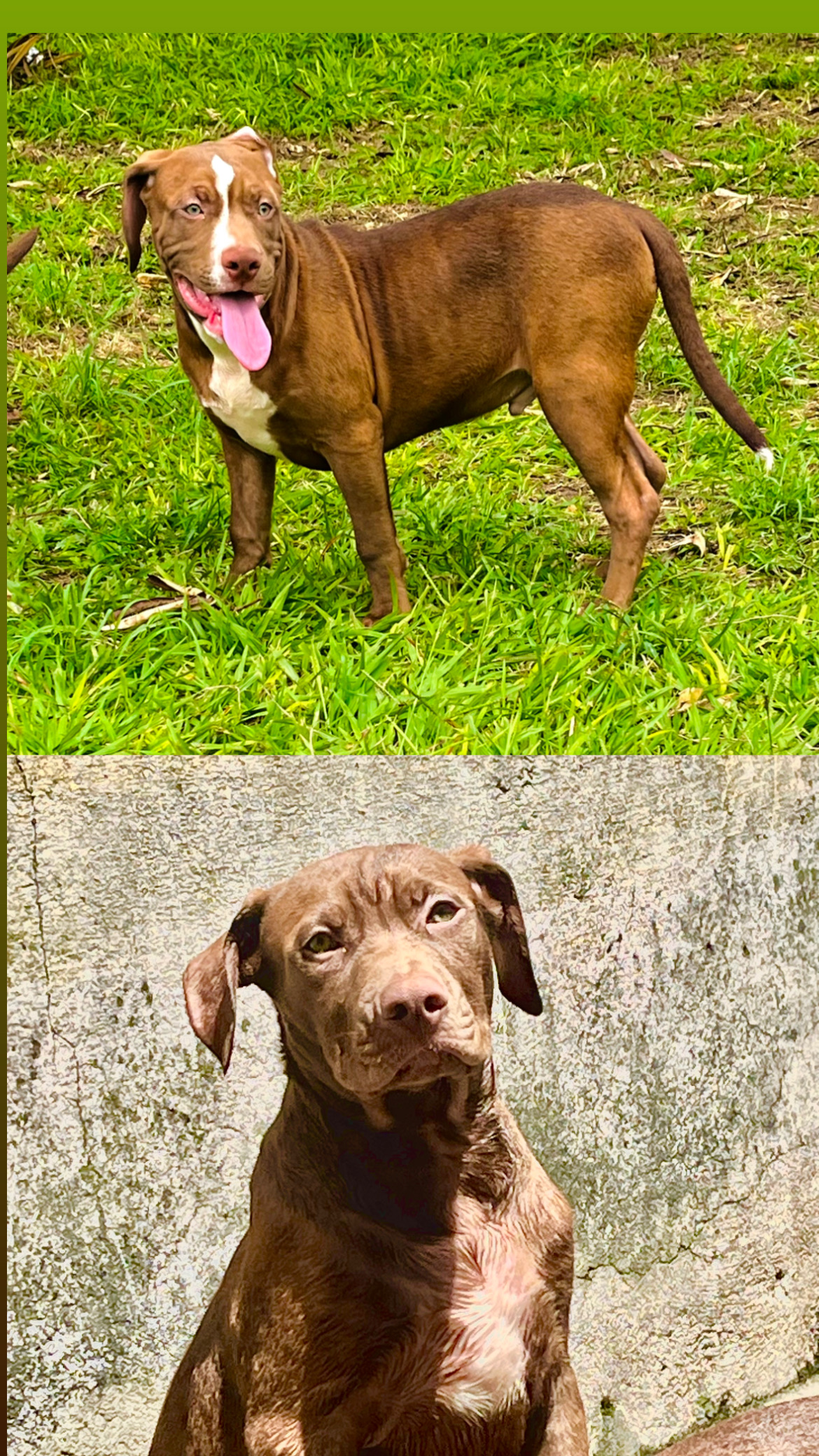 Portal Vendocão Vendo cão de raça  São José dos Campos
