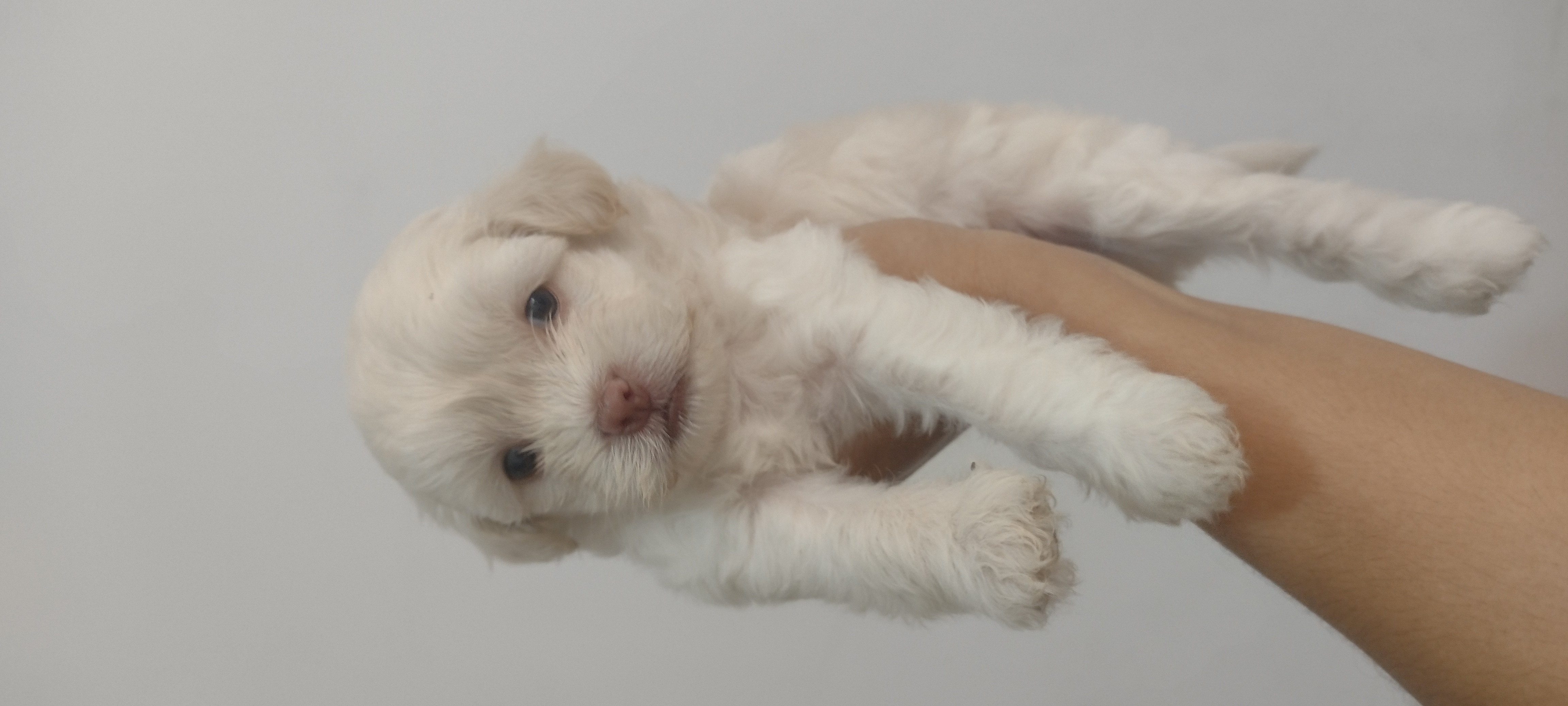 Portal Vendocão Vendo cachorro mistura Shitzu com Poodle São Luís 