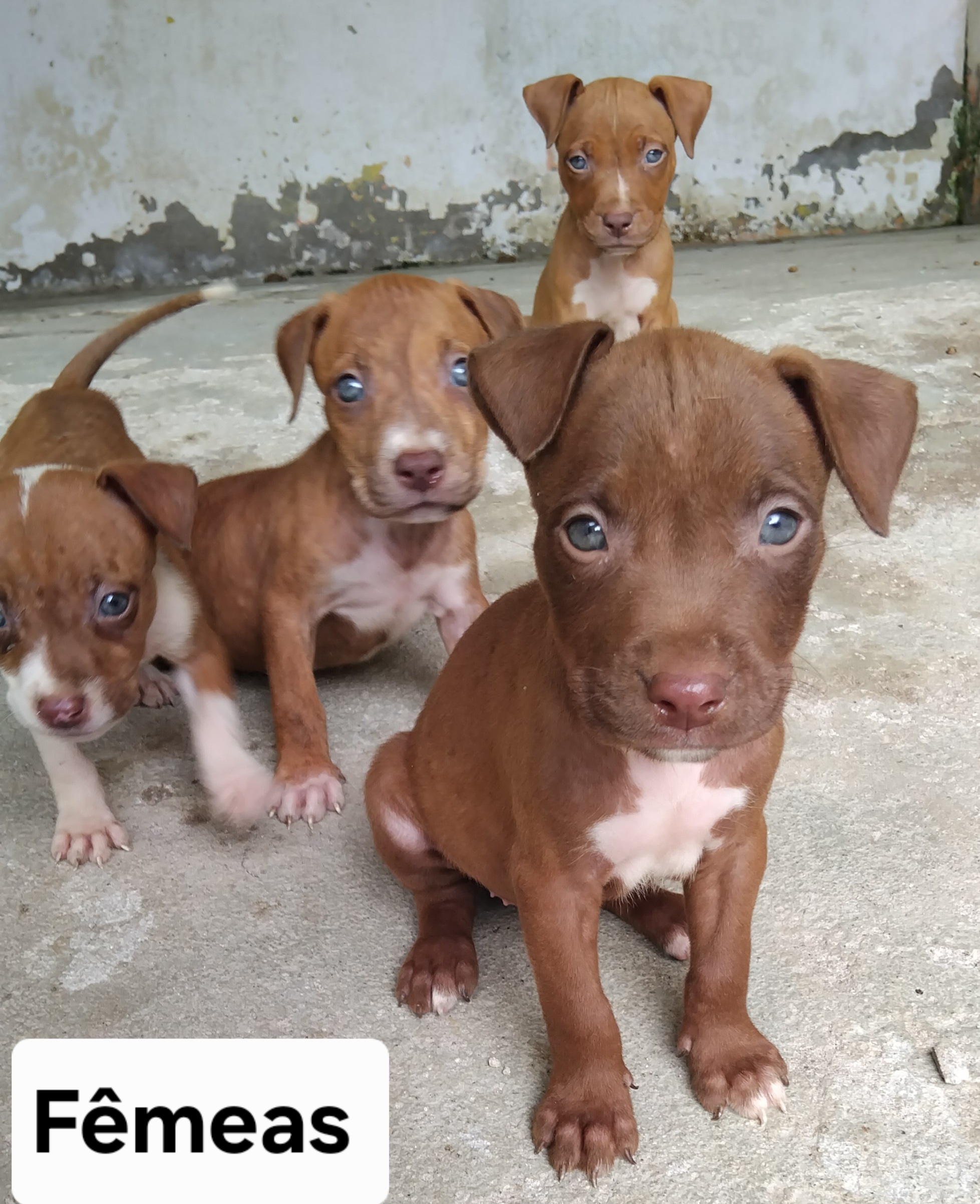 Portal Vendocão Filhotes de Pitbulls Olinda