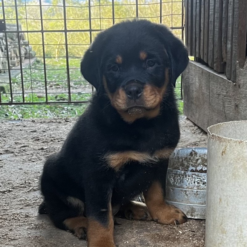 Filhote de Rottweiler - Foto 1