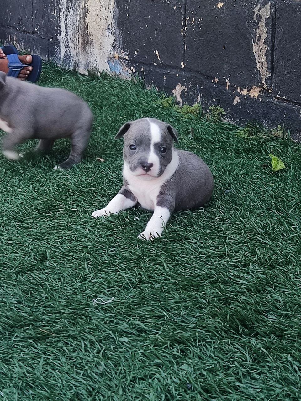 american Bully fêmea disponível 