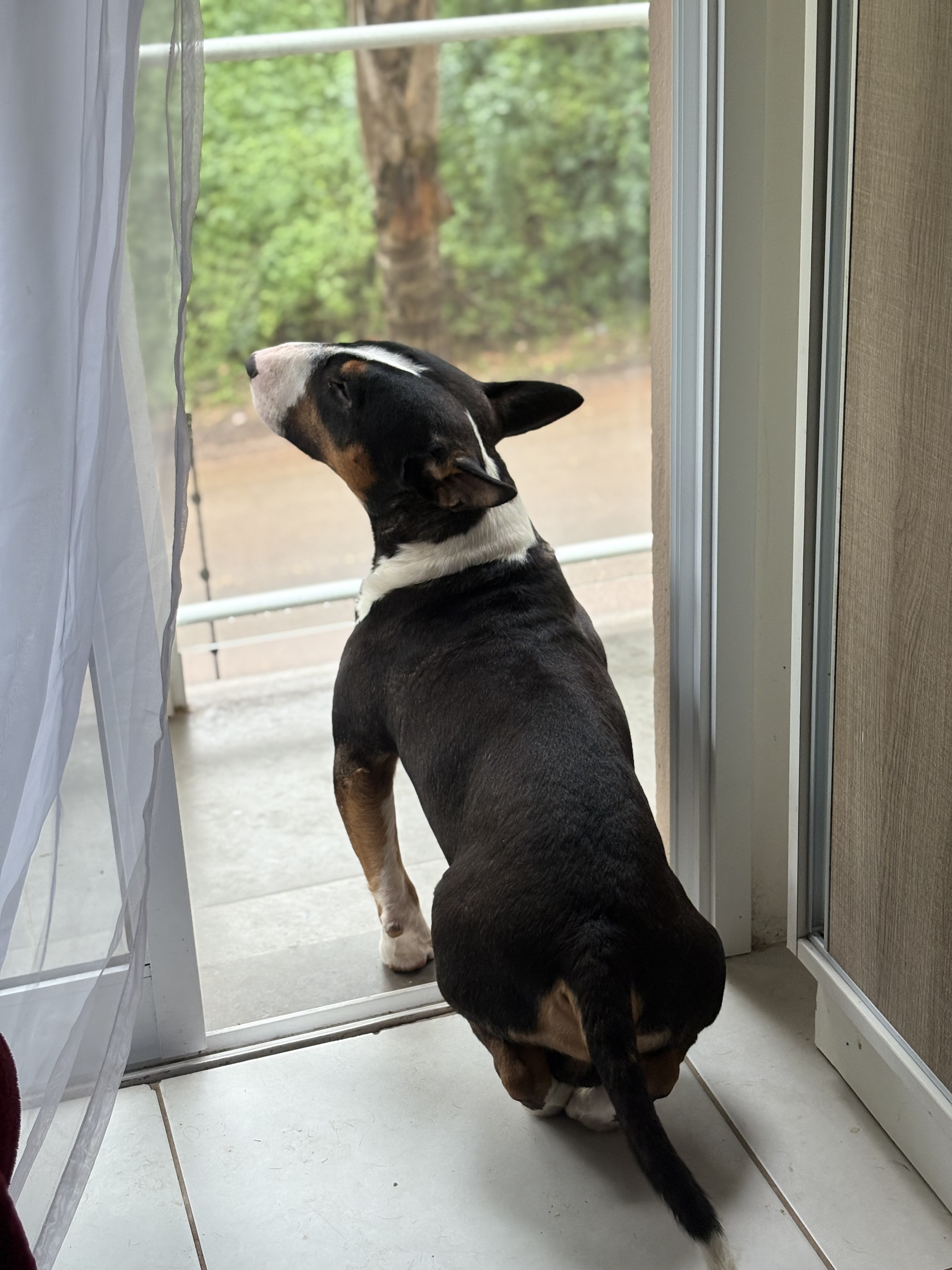 Portal Vendocão Bull Terrier Inglês - Adestrado São Leopoldo 
