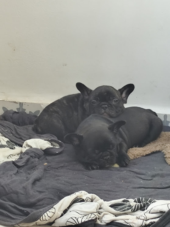 Portal Vendocão 🐾✨ Filhotes de Bulldog Francês à venda! ✨🐾 BELO HORIZONTE
