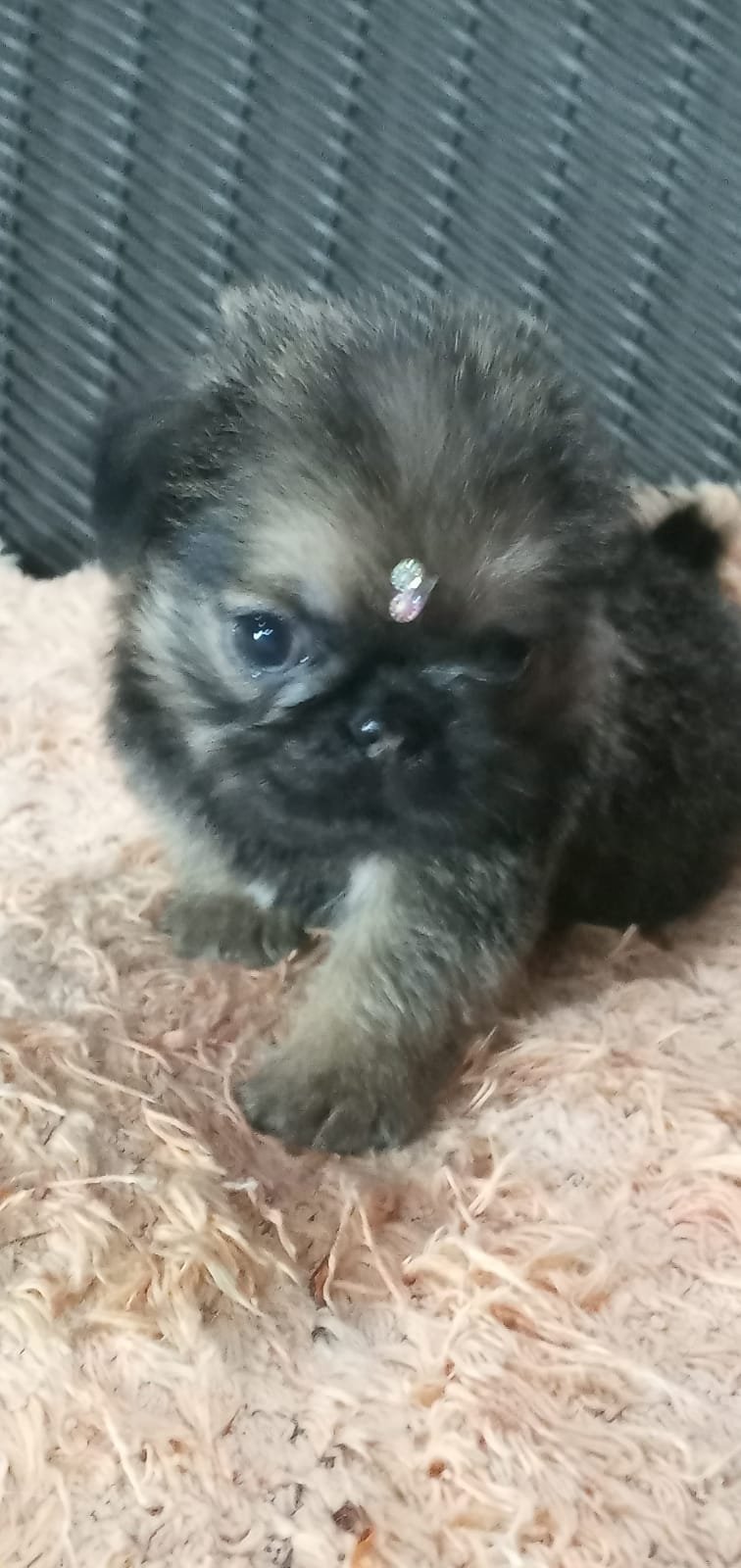 griffon de bruxelas bebes pronta entrega #CANILURSINHOSPUPPIES  - Foto 4