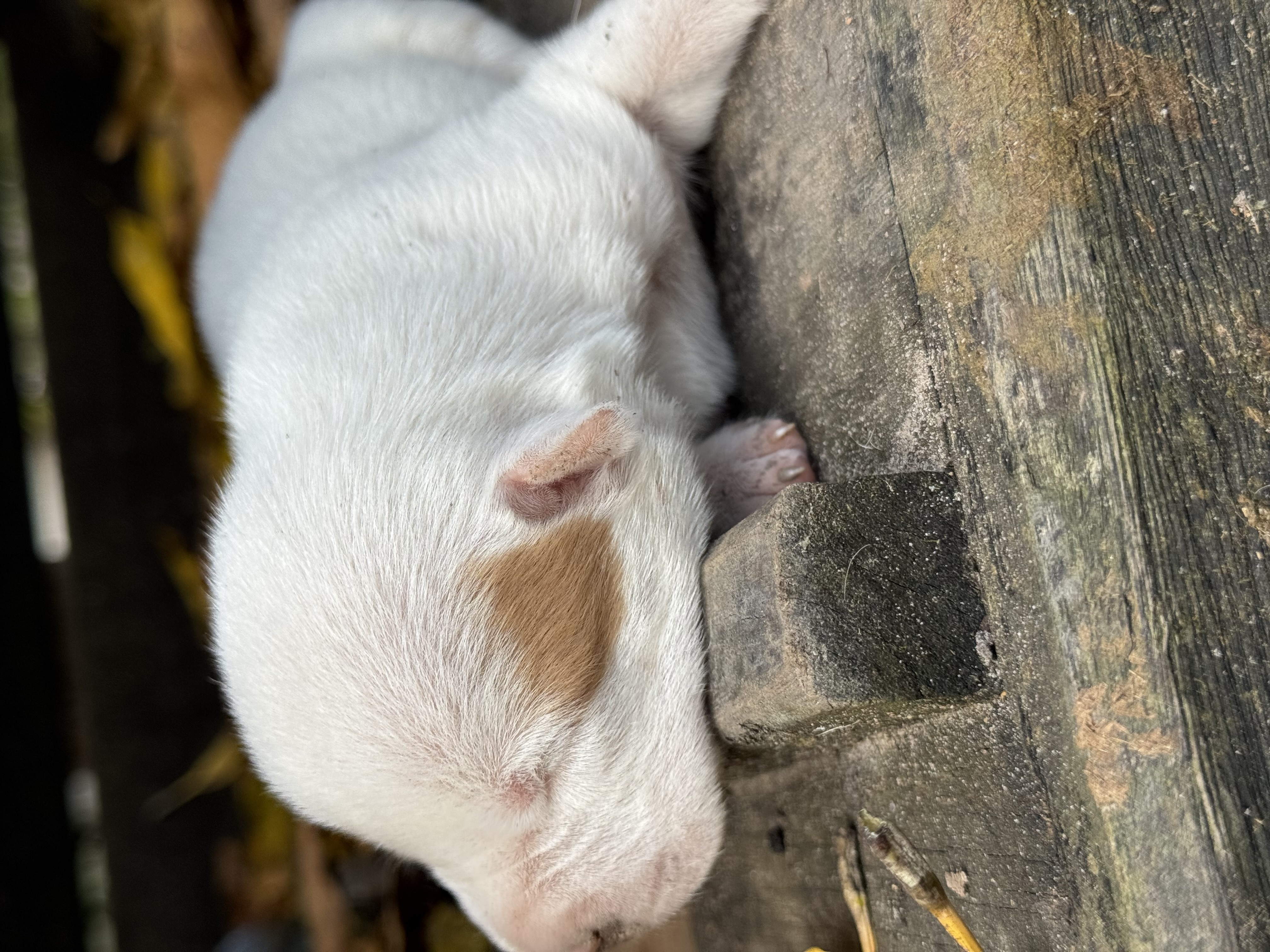 Portal Vendocão Filhotes de Pitbull  Paragominas 