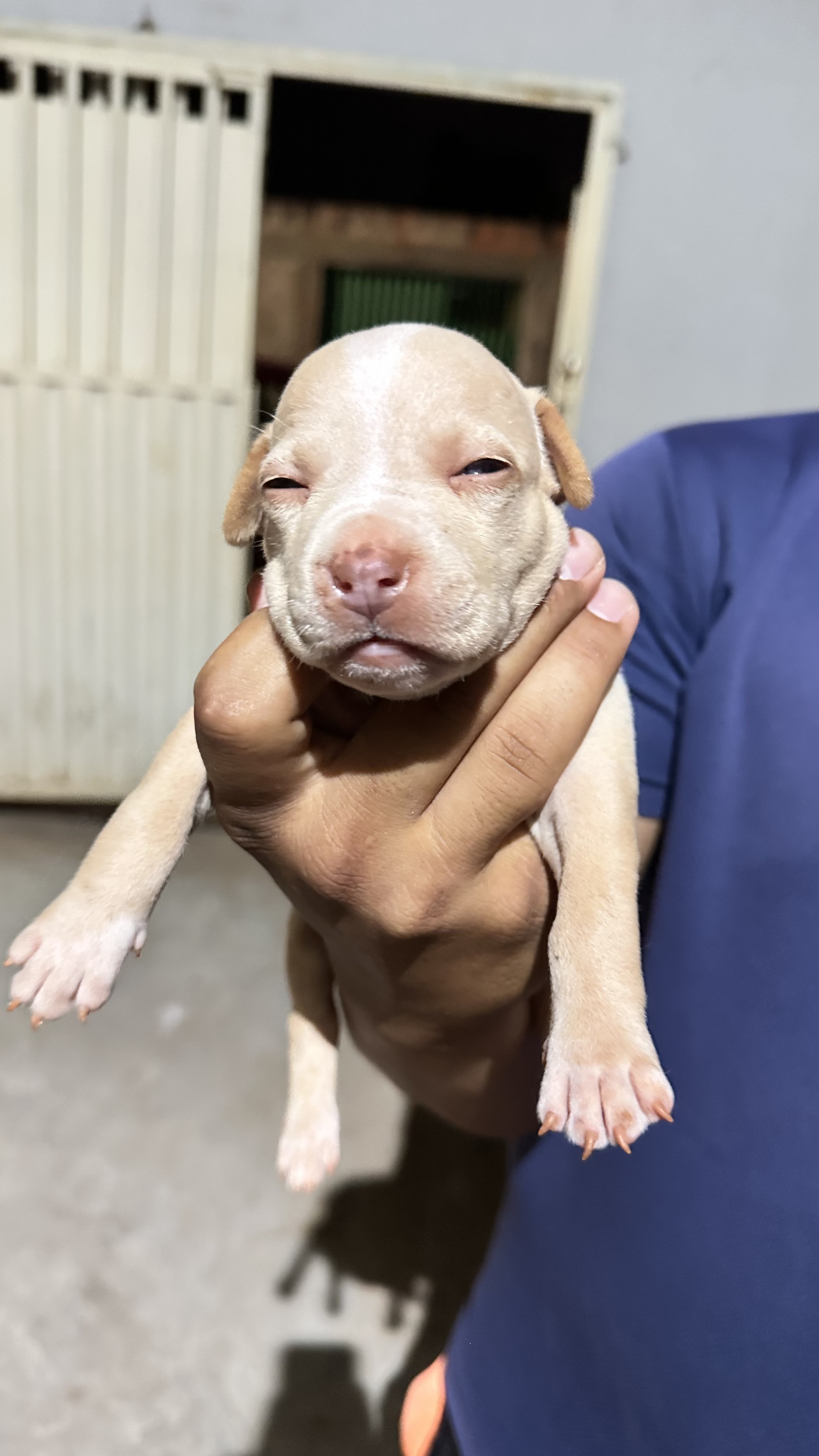 Portal Vendocão Pitbull Trindade