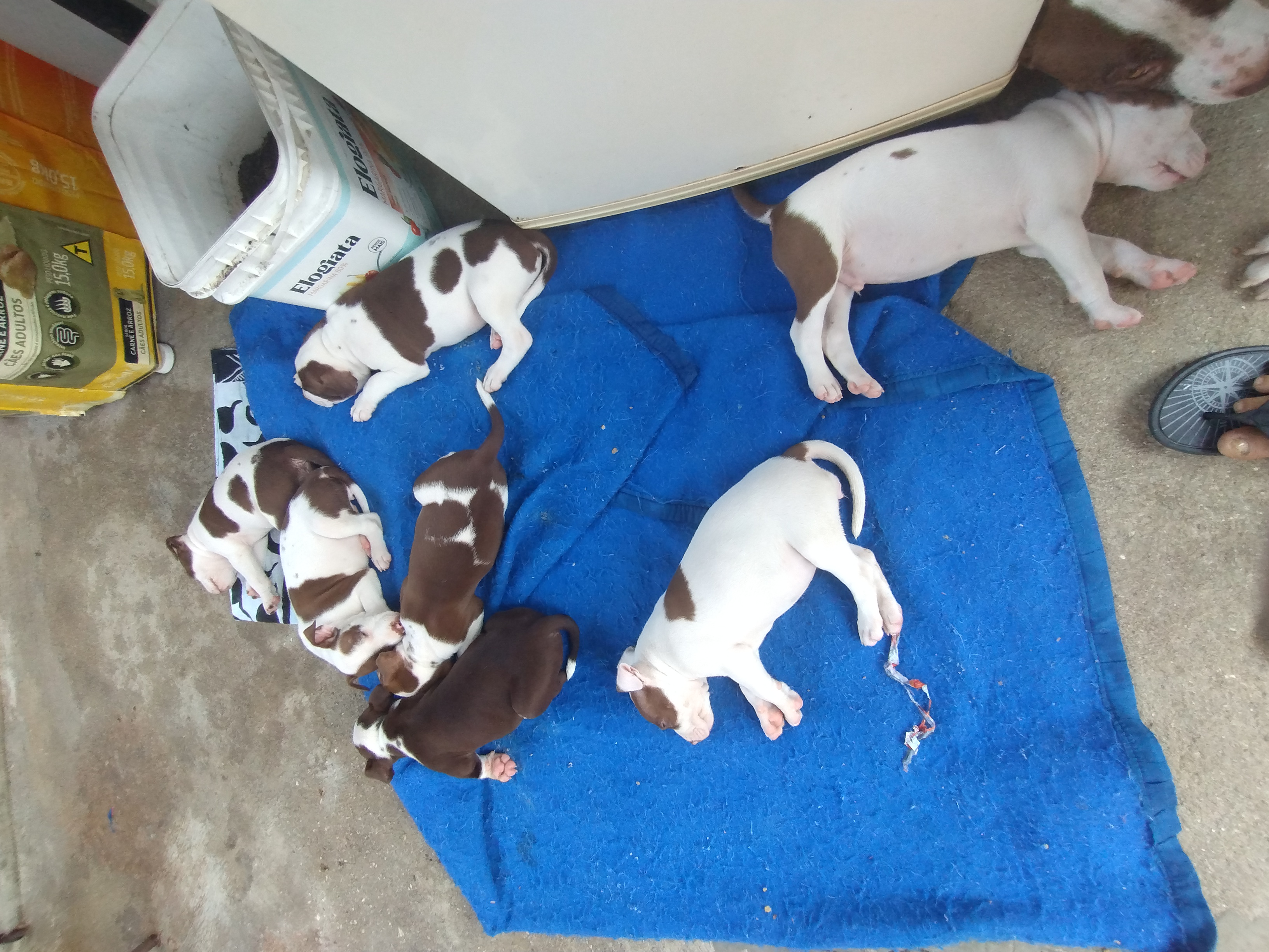 Portal Vendocão Filhotes de Pitbull  São Gonçalo