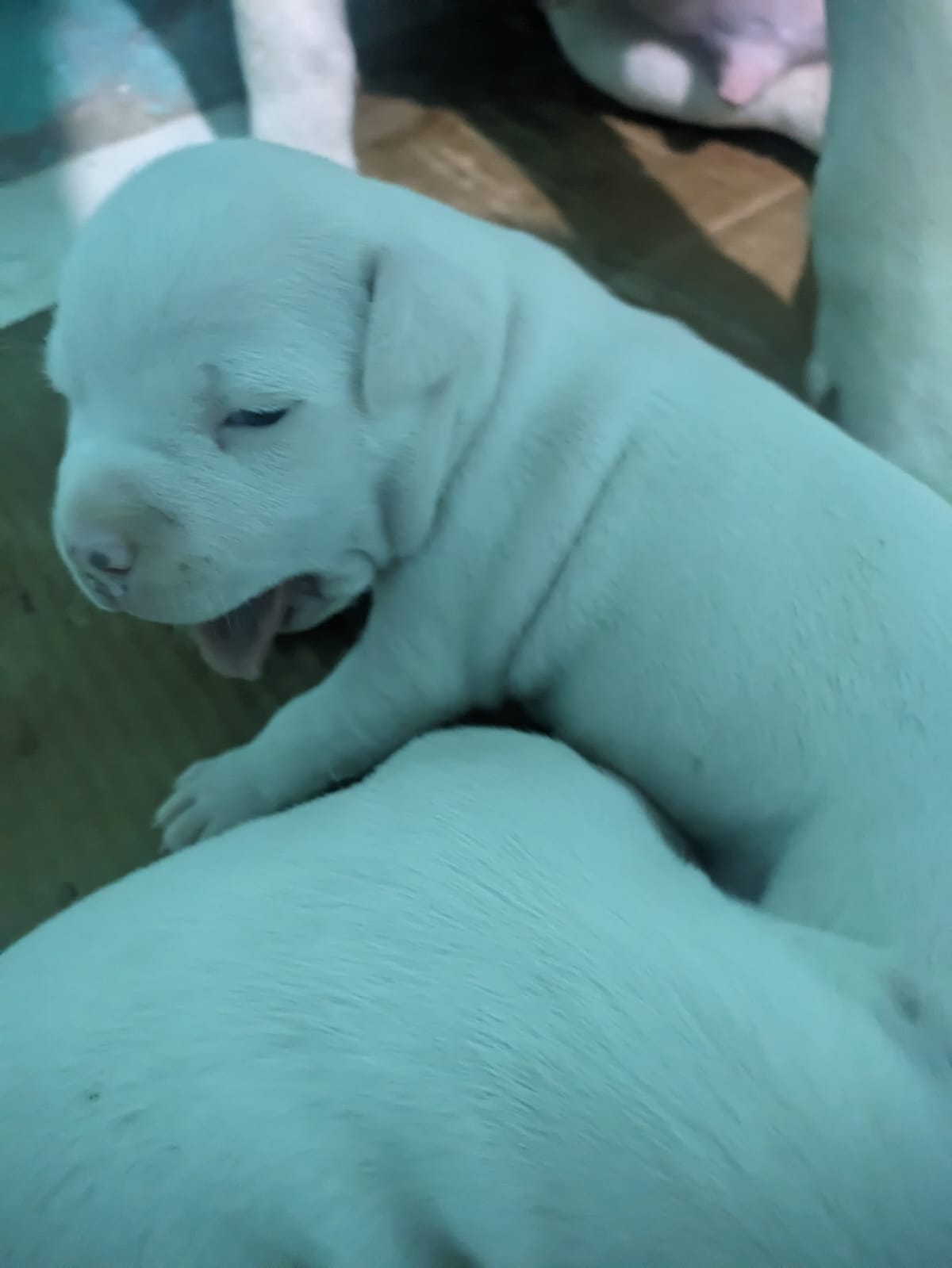 Filhote de Pitbul - Foto 1
