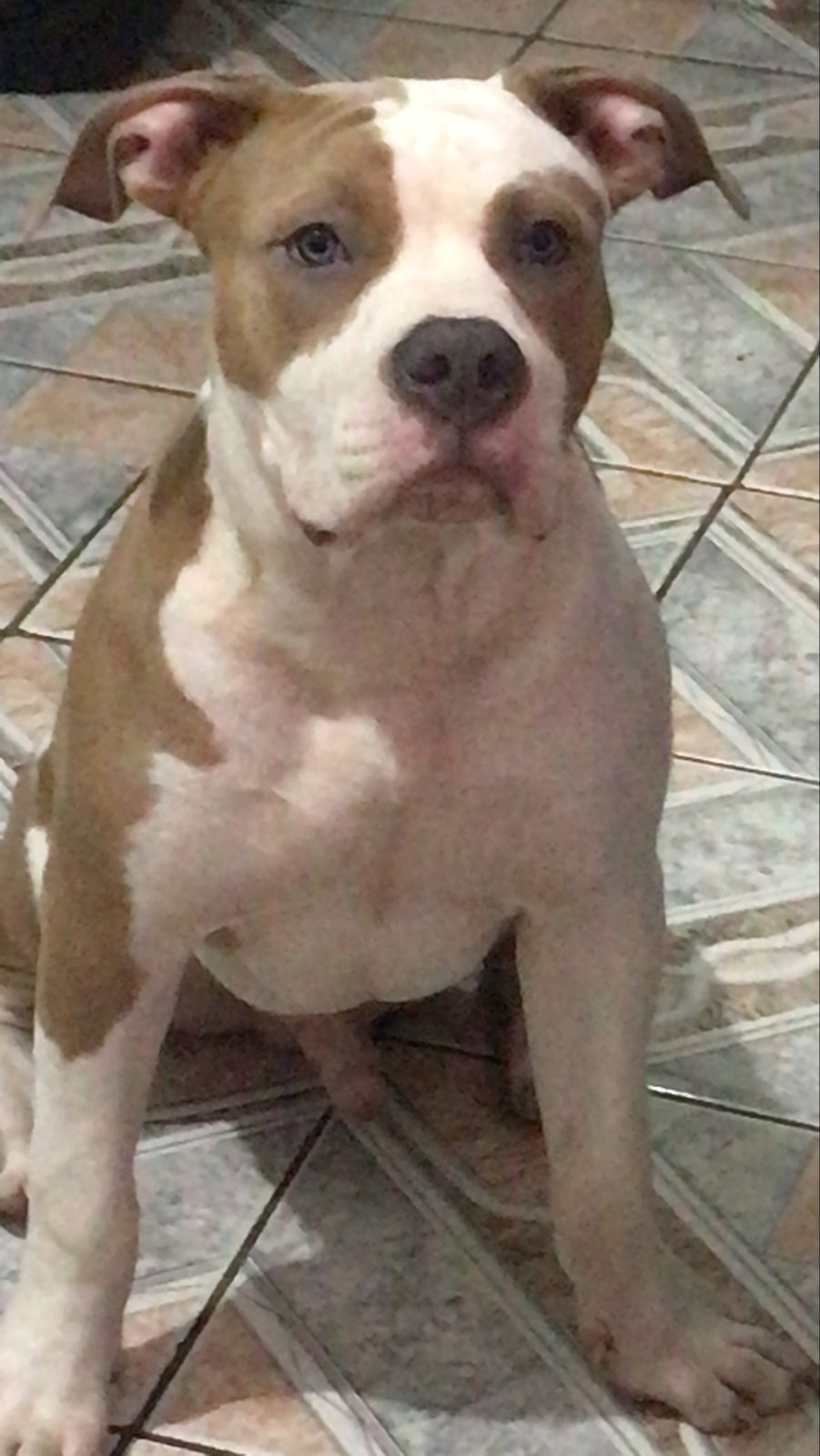 Portal Vendocão Filhote de pitbull American bully Merle  São Bernardo do Campo 