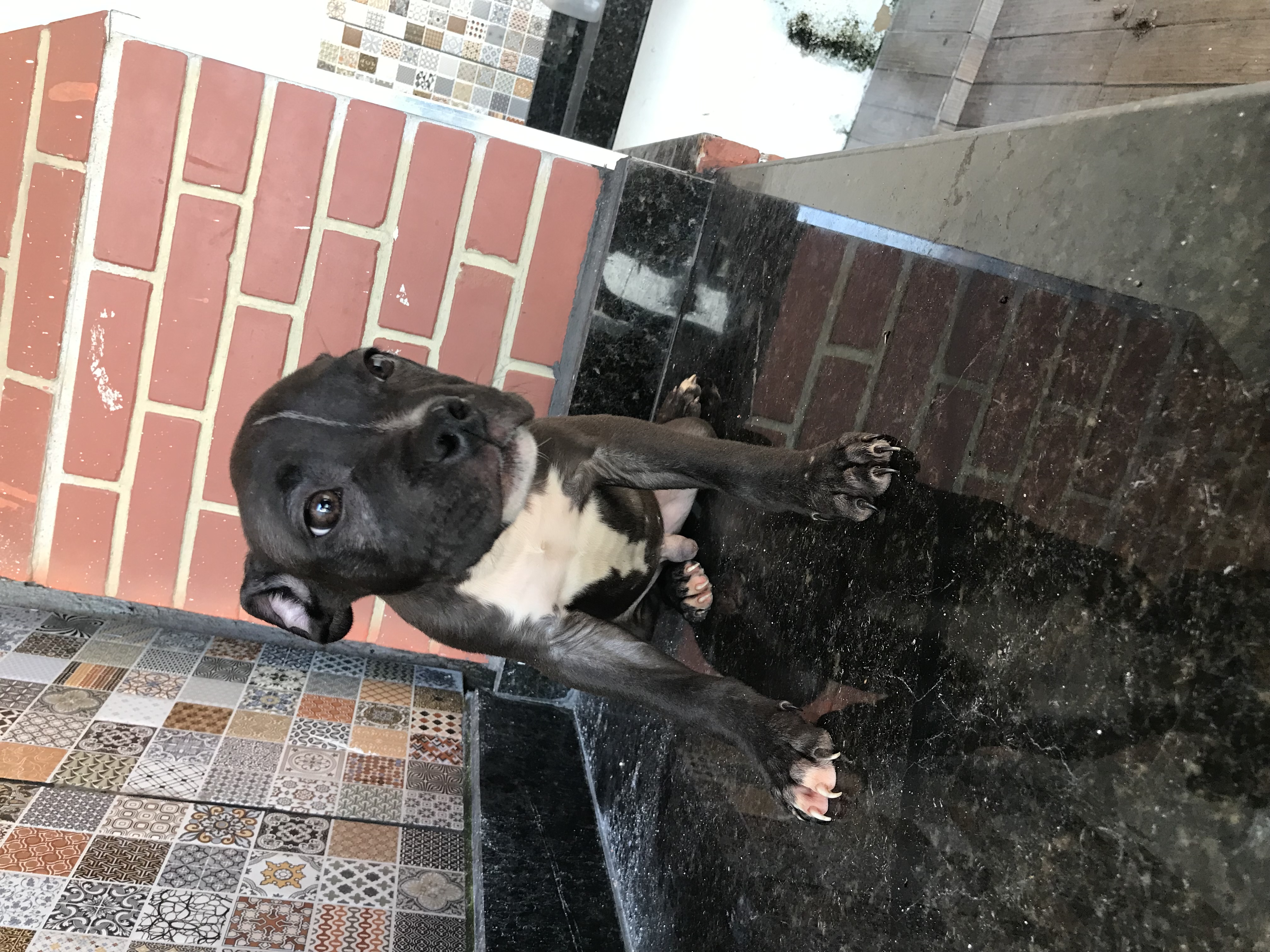 Filhotes de American Bully, 4 fêmeas e 1 macho! Tem 2 pretos( um macho e uma fêmea) - Foto 4